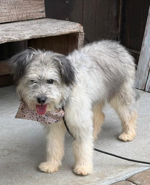 Mazie, Adoptable, Puppy Female Australian Shepherd & Terrier.
