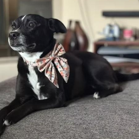Shiloh, Adoptable, Adult Female Terrier.