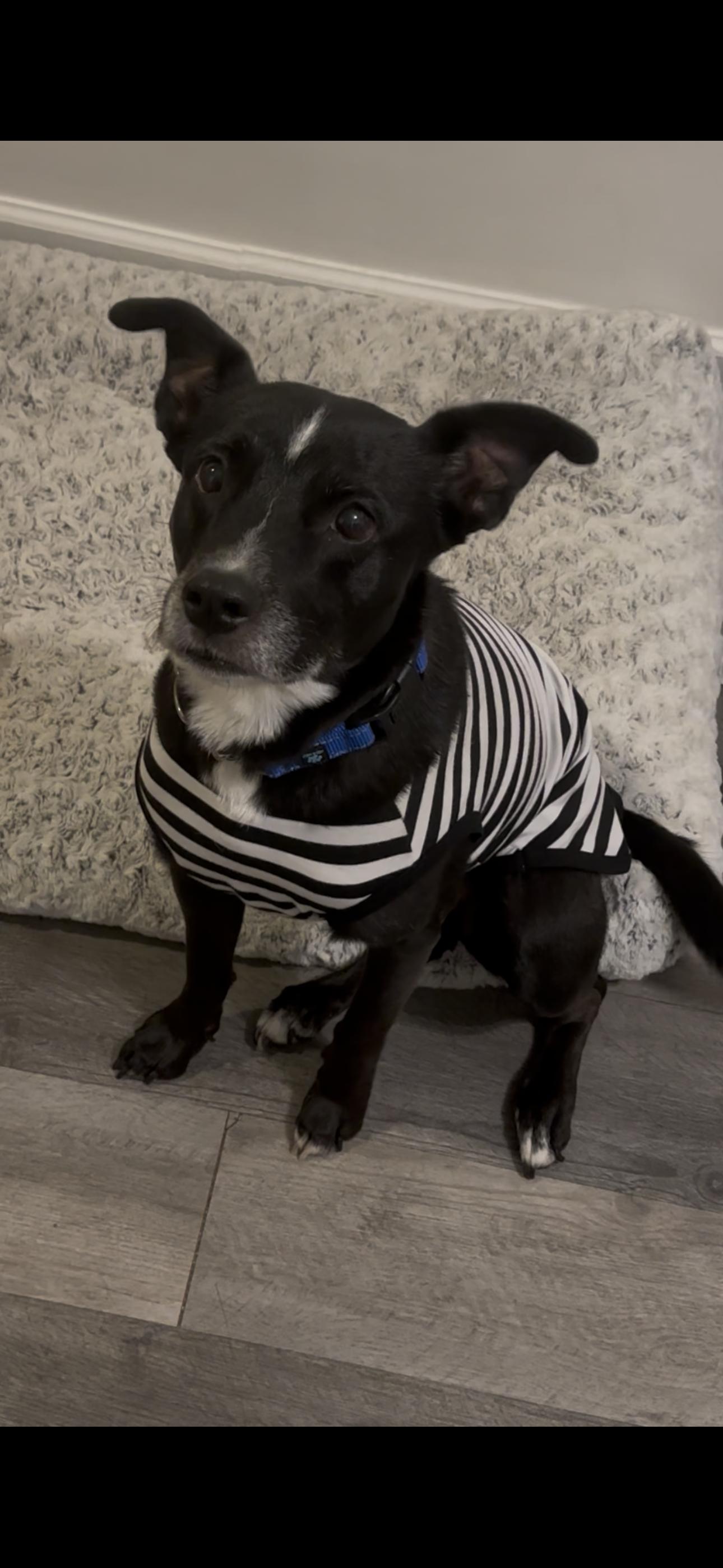 Shiloh, a Adoptable mixed breed in Chandler, AZ image 4/4