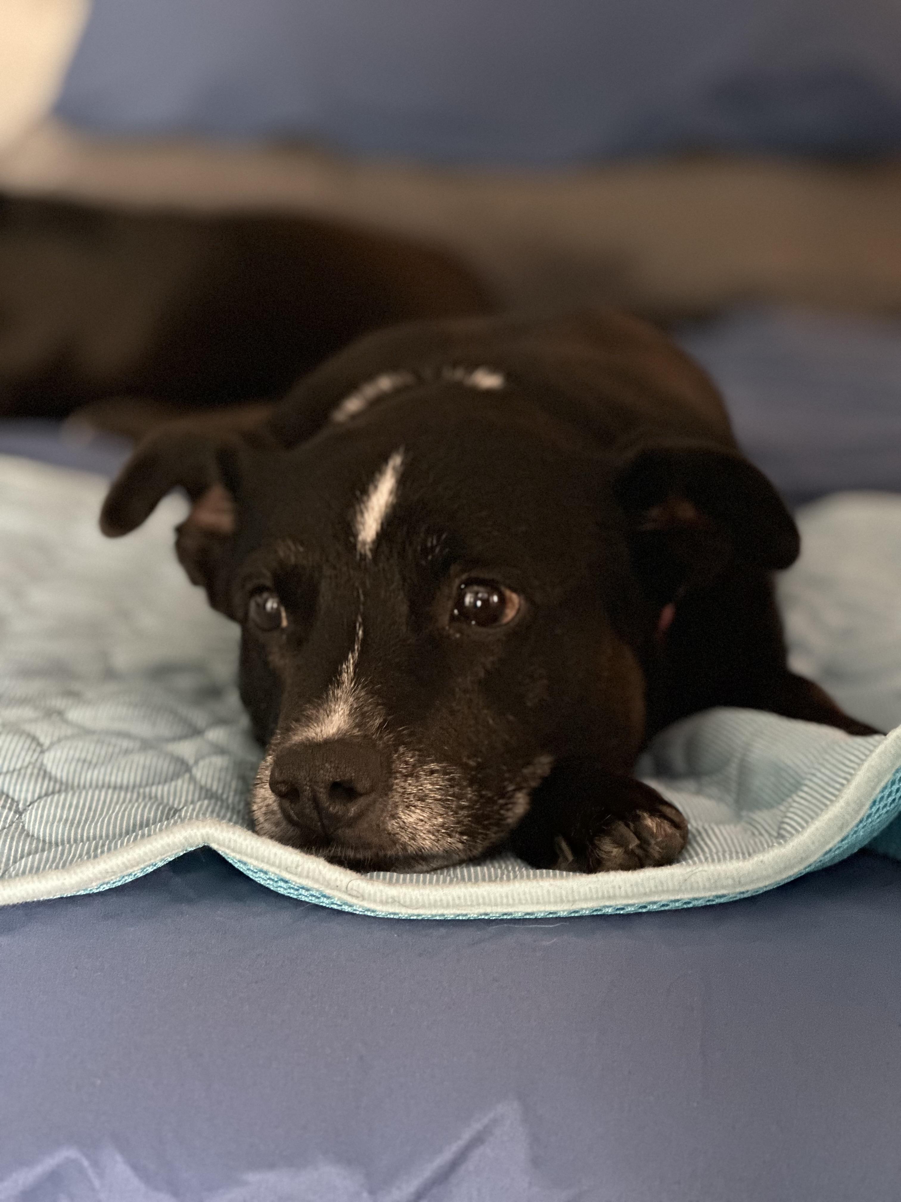 Shiloh, a Adoptable mixed breed in Chandler, AZ image 3/4