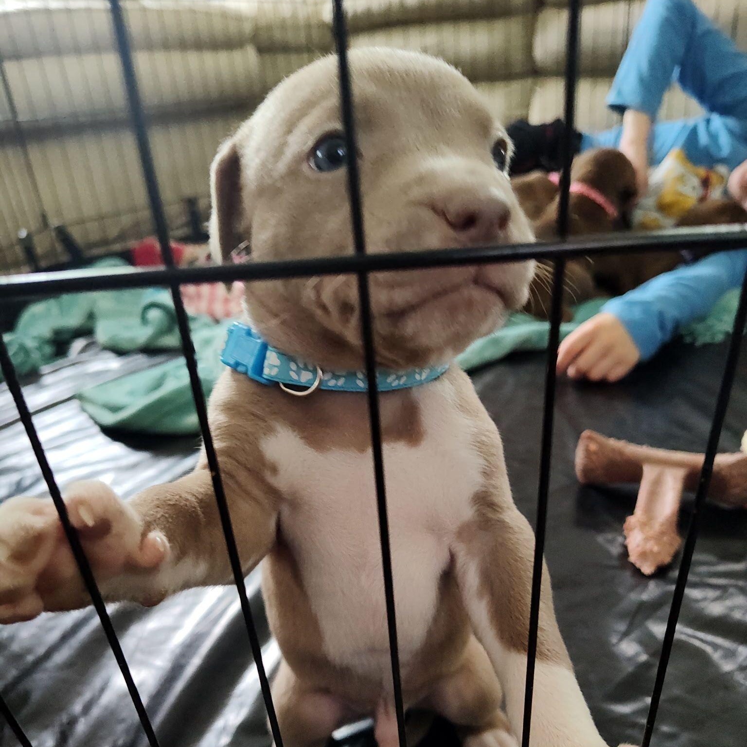 Kona, a Adoptable mixed breed in Midland, MI image 6/6