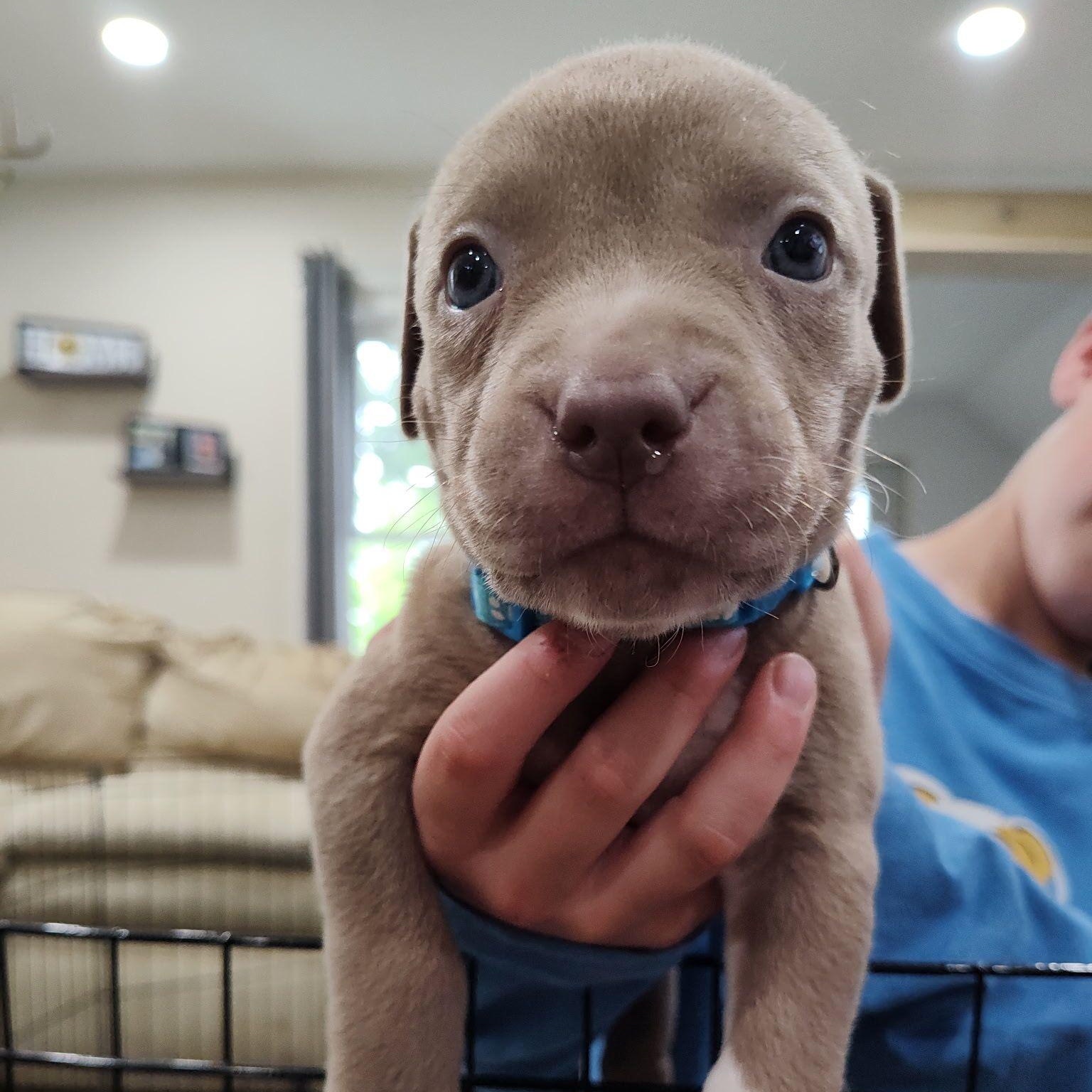 Kona, a Adoptable mixed breed in Midland, MI image 3/6