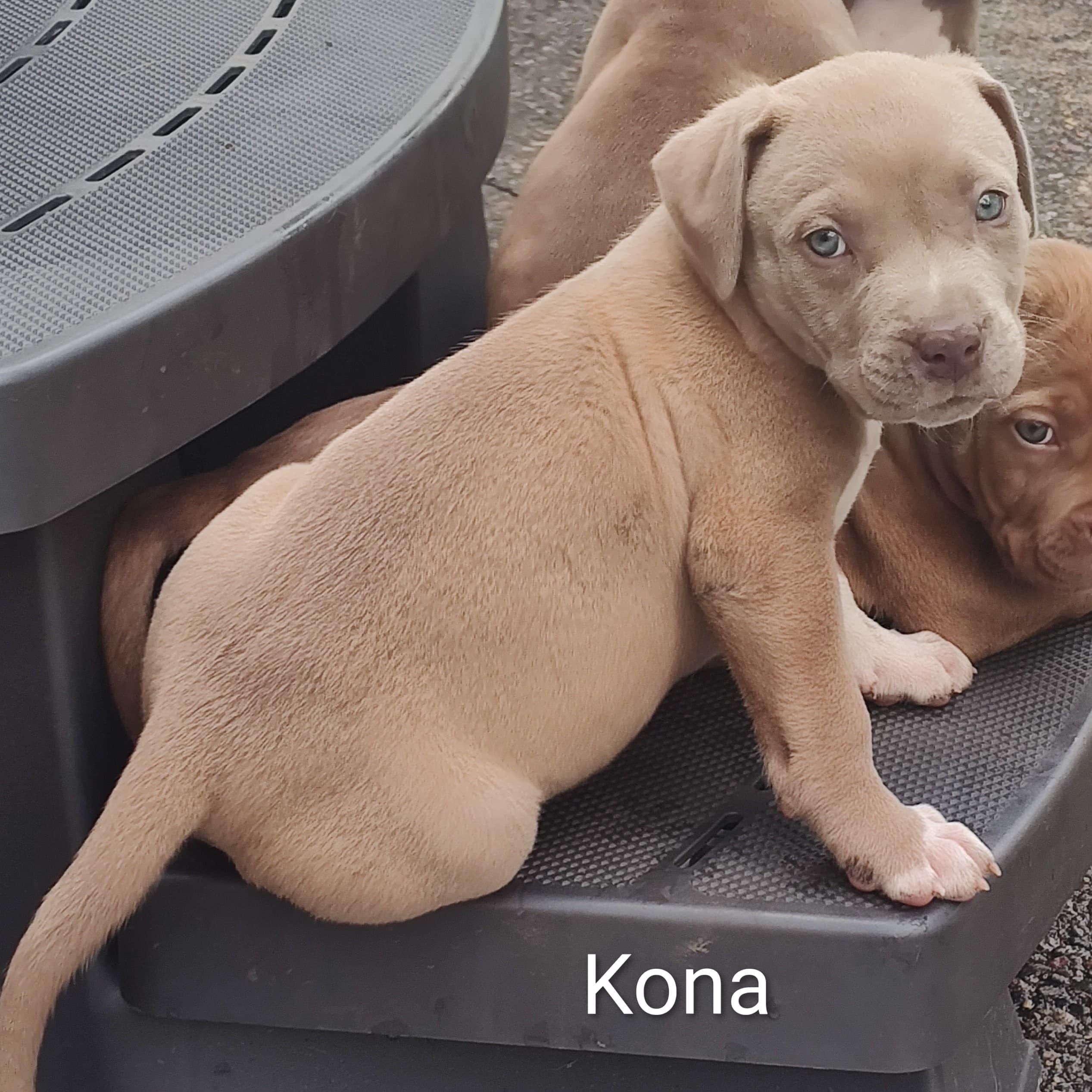 Kona, Adoptable, Puppy Male Pit Bull Terrier.