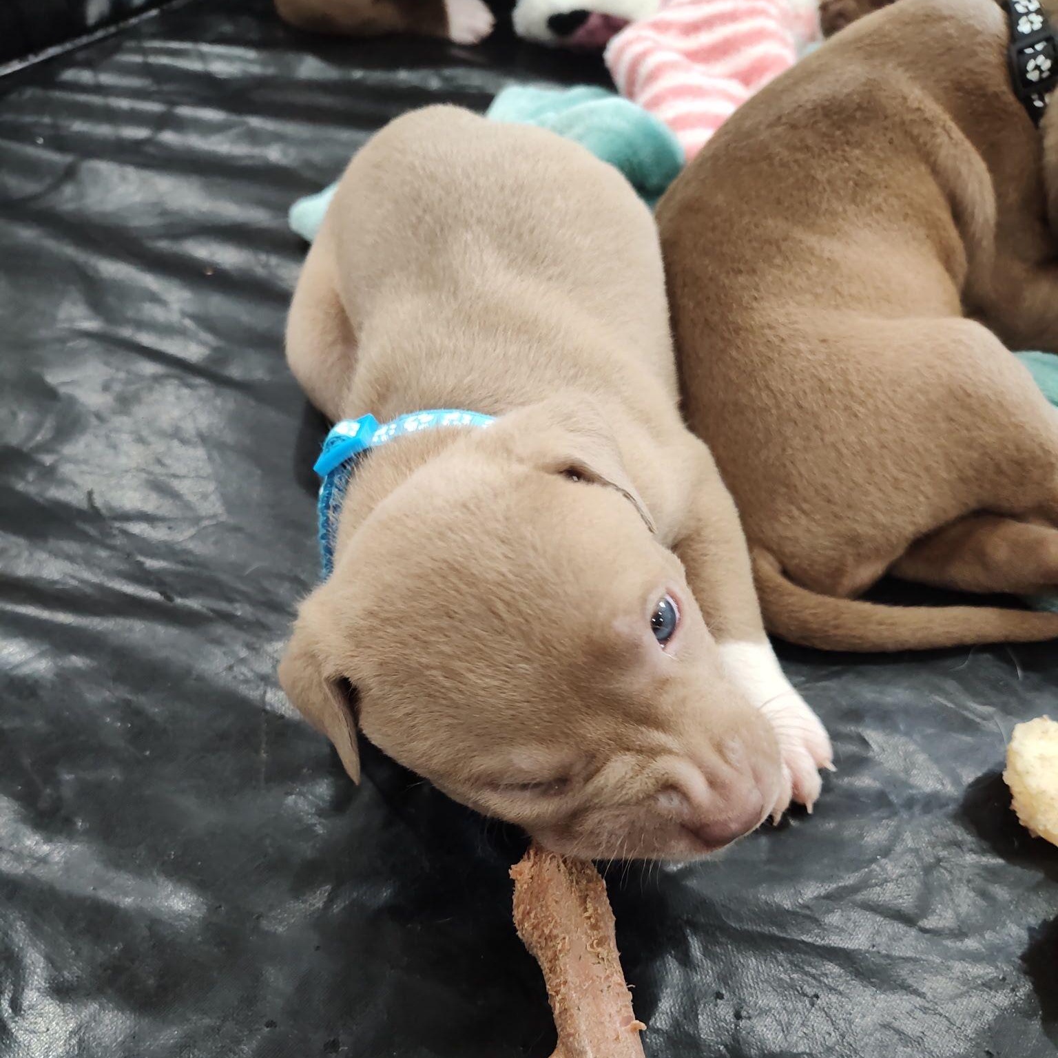 Kona, a Adoptable mixed breed in Midland, MI image 5/6