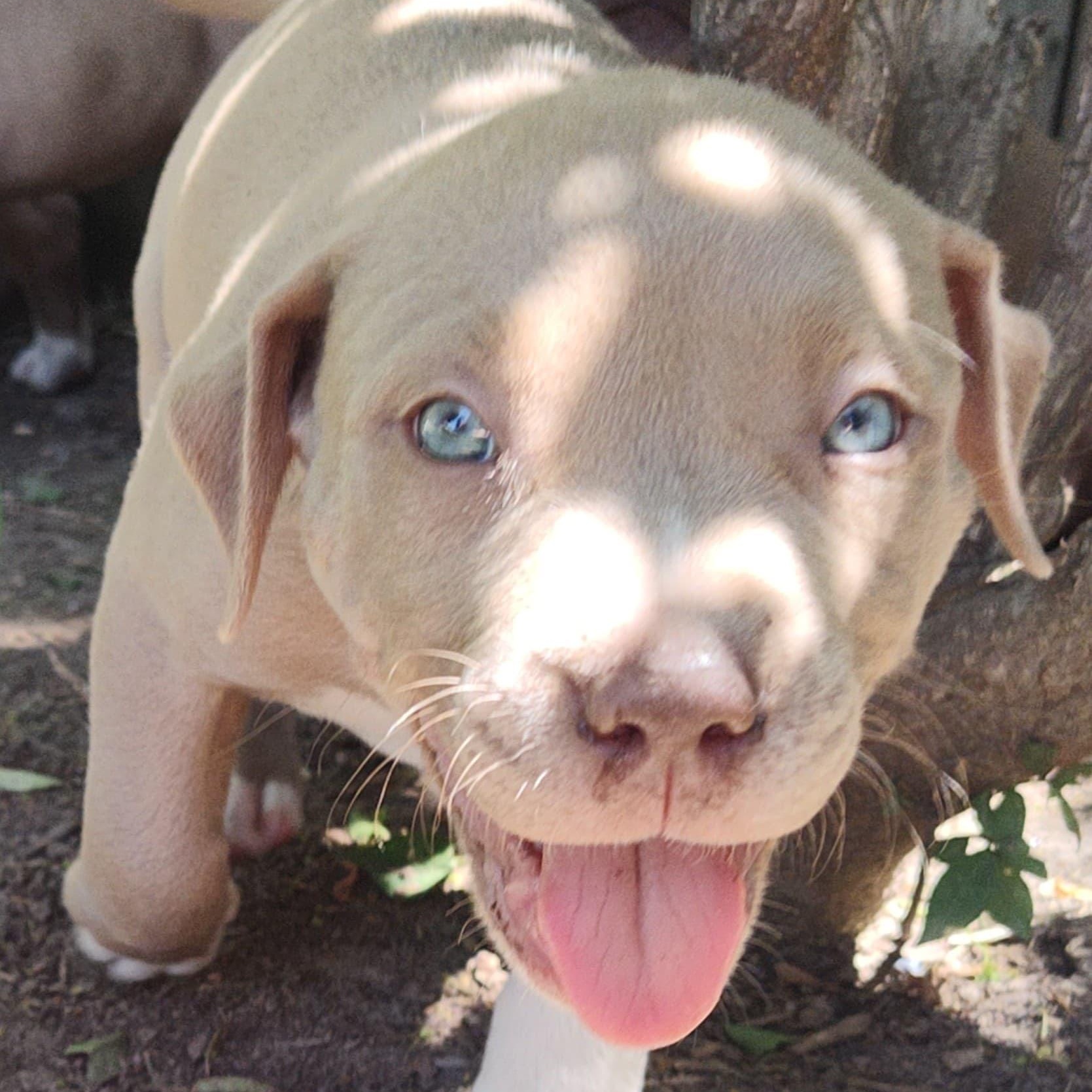 Kona, a Adoptable mixed breed in Midland, MI image 2/6