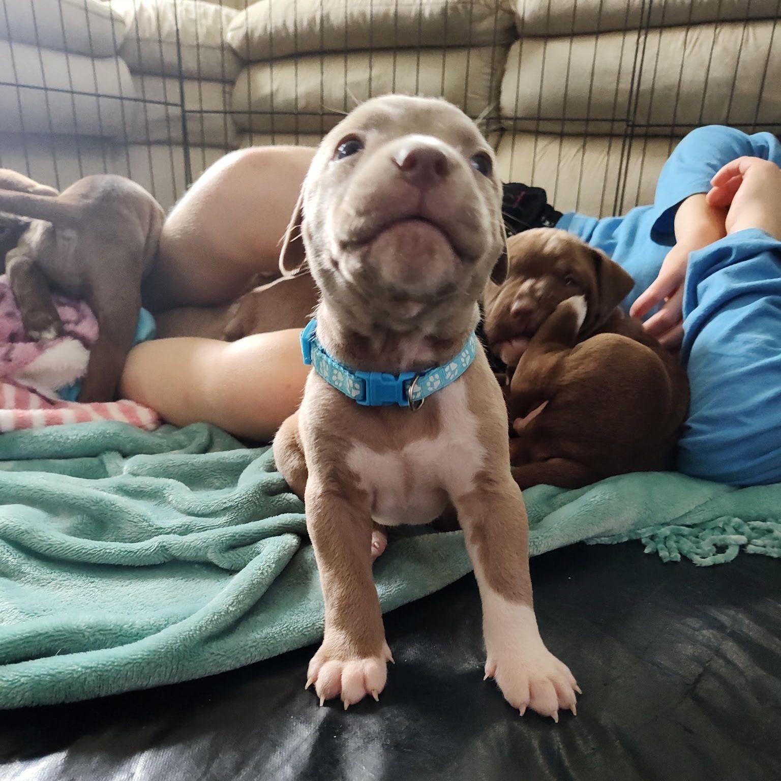 Kona, a Adoptable mixed breed in Midland, MI image 4/6