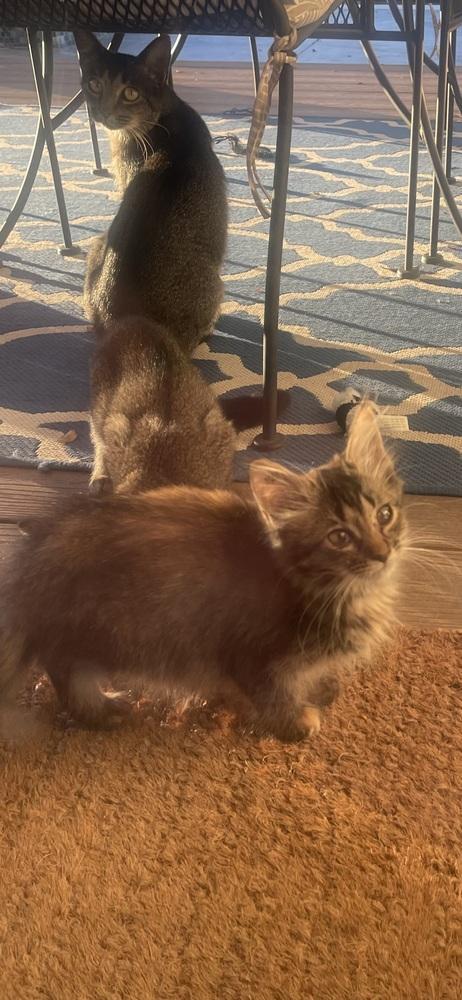 Farrah — thumbnail 2