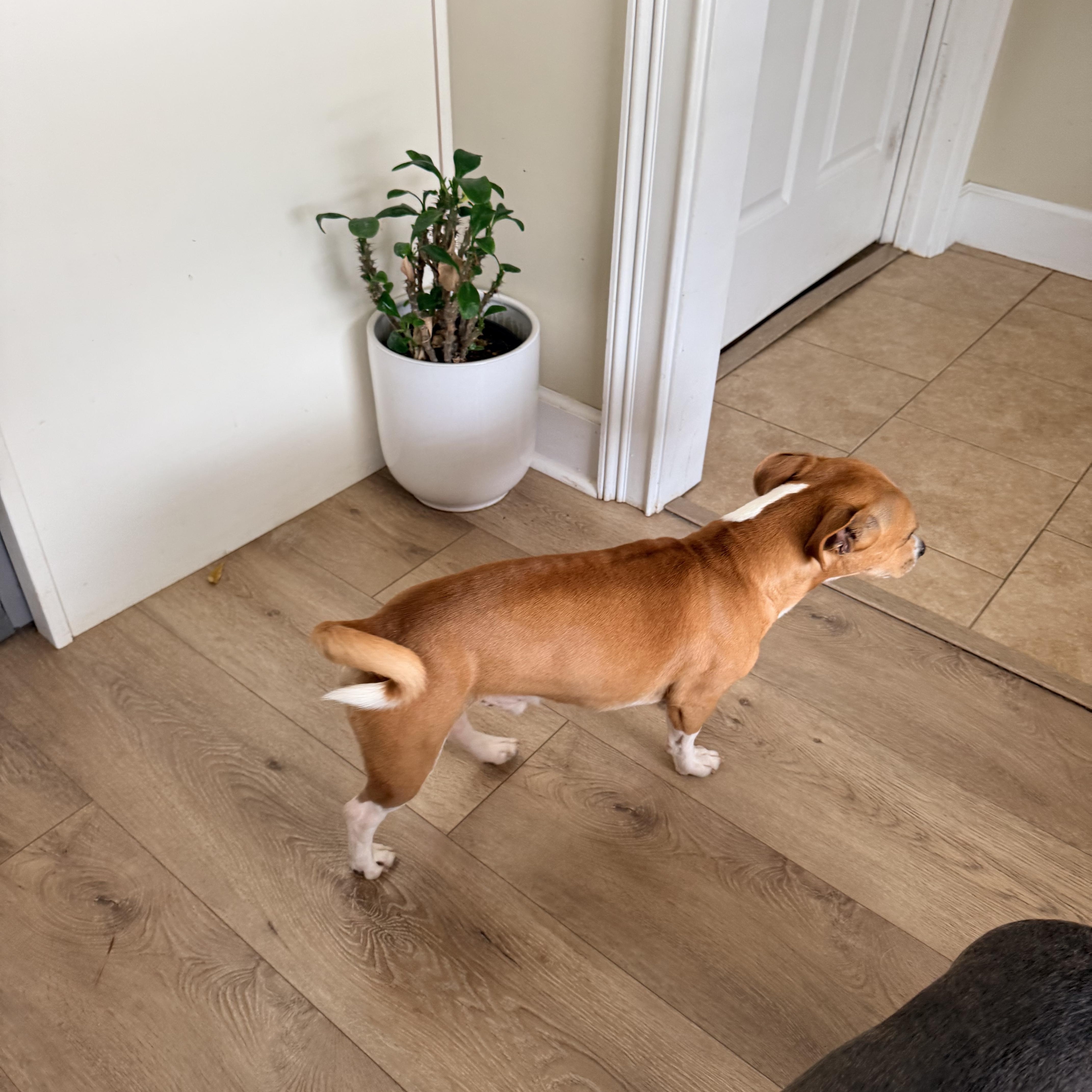 Enlarge Luke, a ADOPTABLE mixed breed in Douglas, GA image 4/4