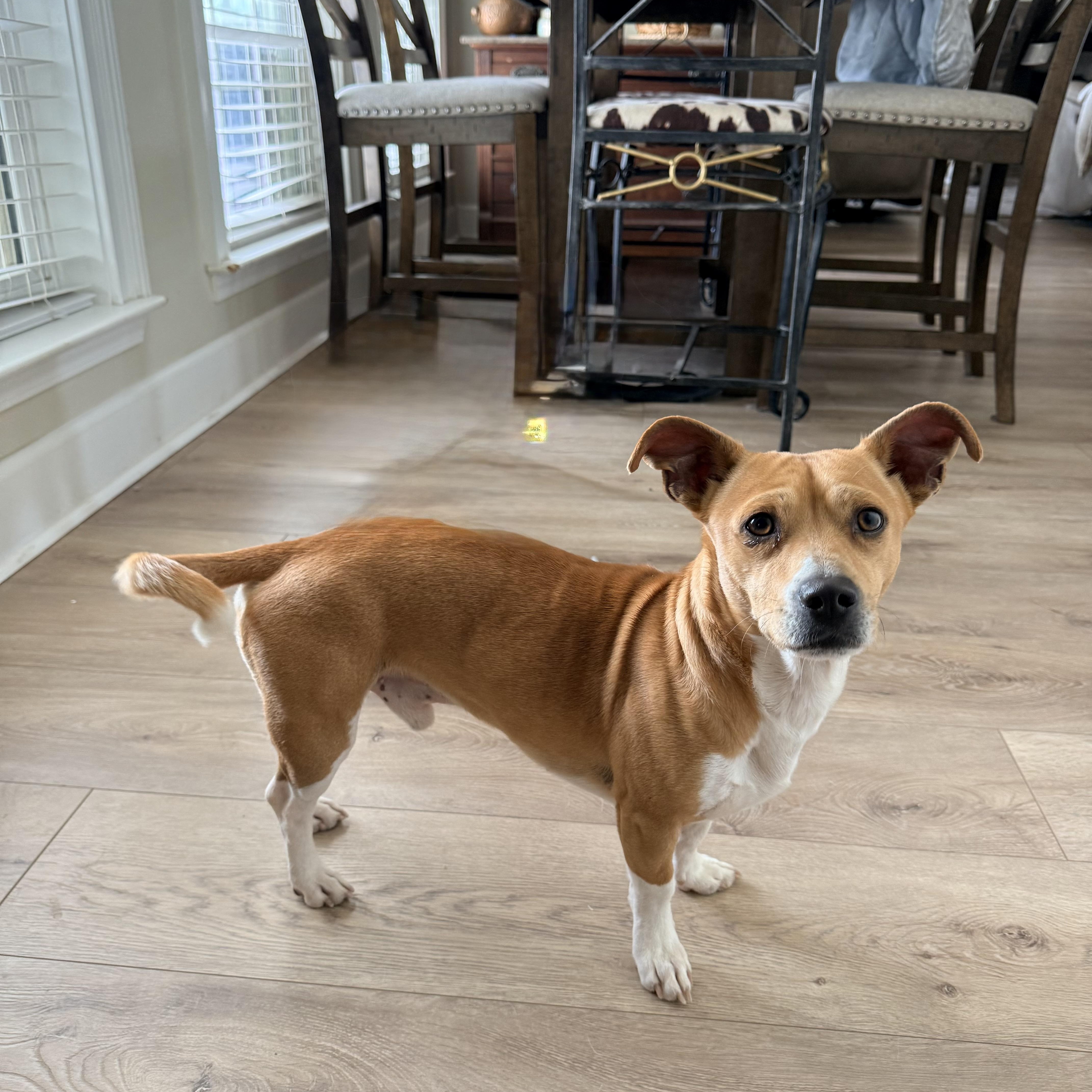 Enlarge Luke, a ADOPTABLE mixed breed in Douglas, GA image 3/4