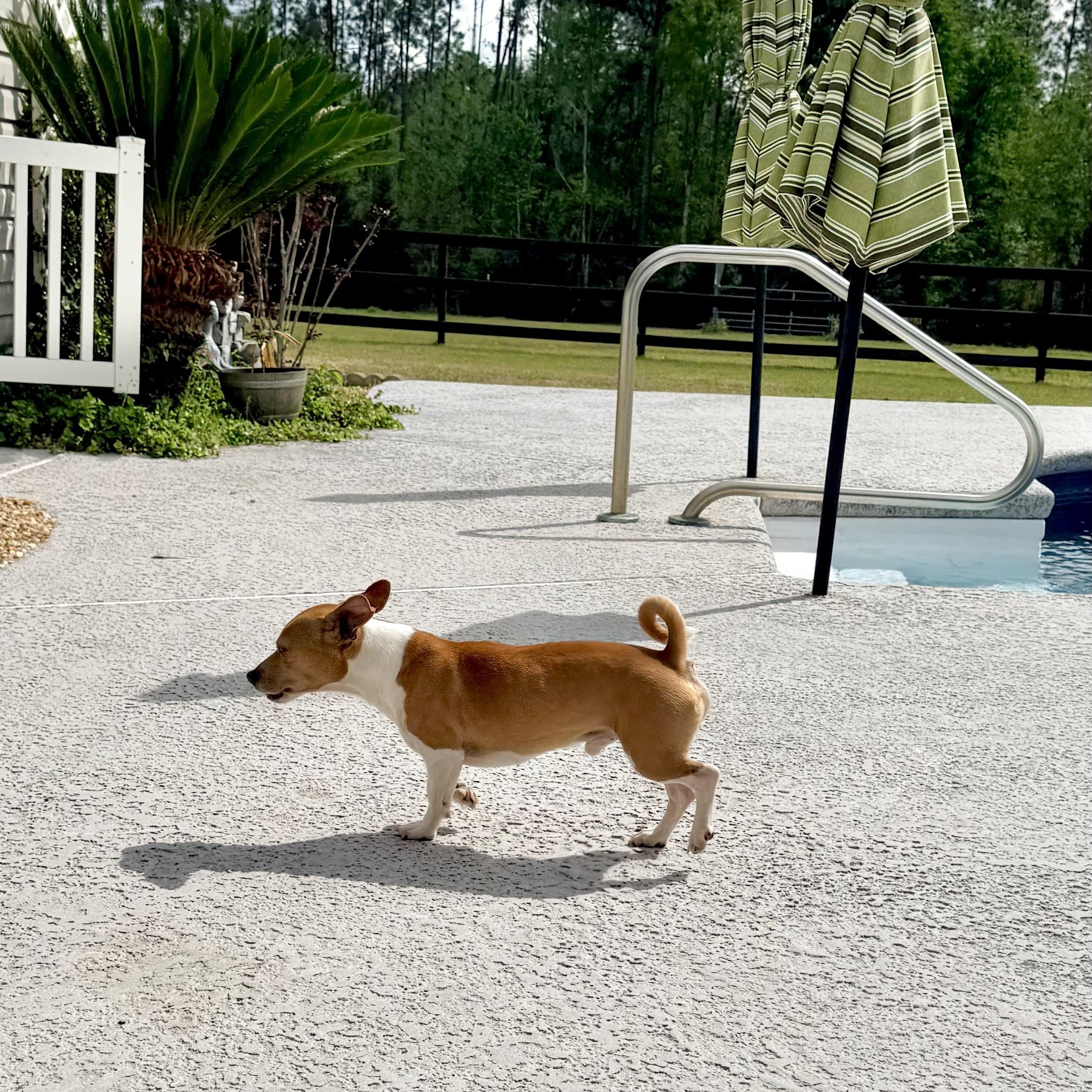 Enlarge Luke, a ADOPTABLE mixed breed in Douglas, GA image 2/4