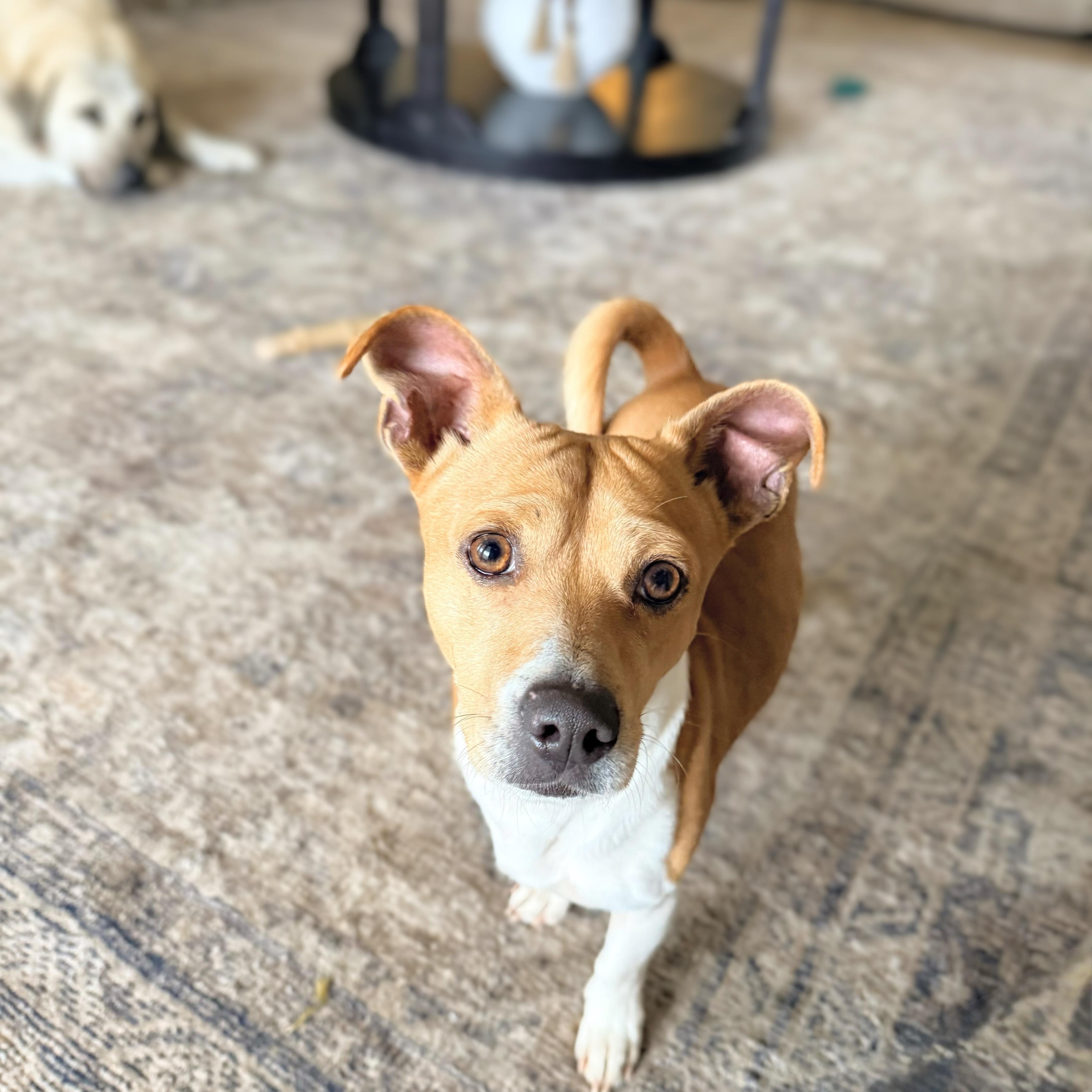 Enlarge Luke, a ADOPTABLE mixed breed in Douglas, GA image 1/4