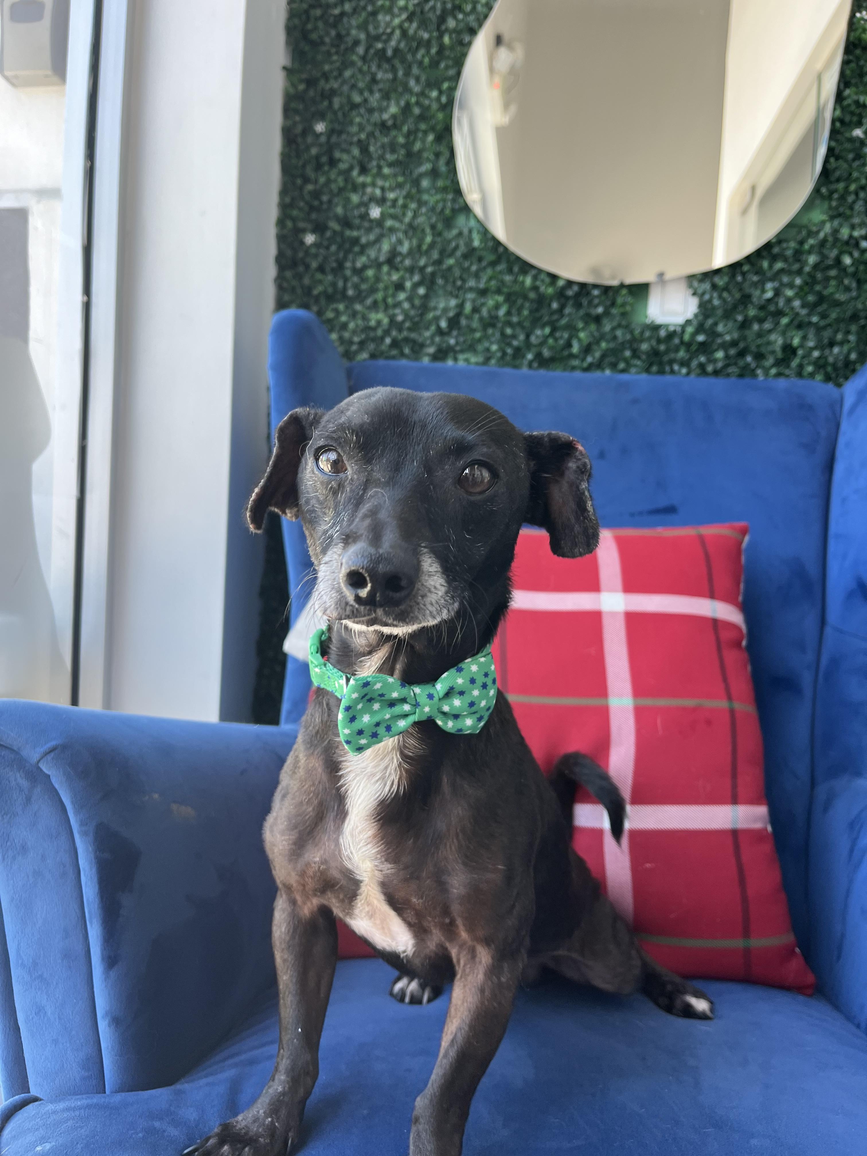 Zar, a Adoptable mixed breed in Poway, CA image 2/6