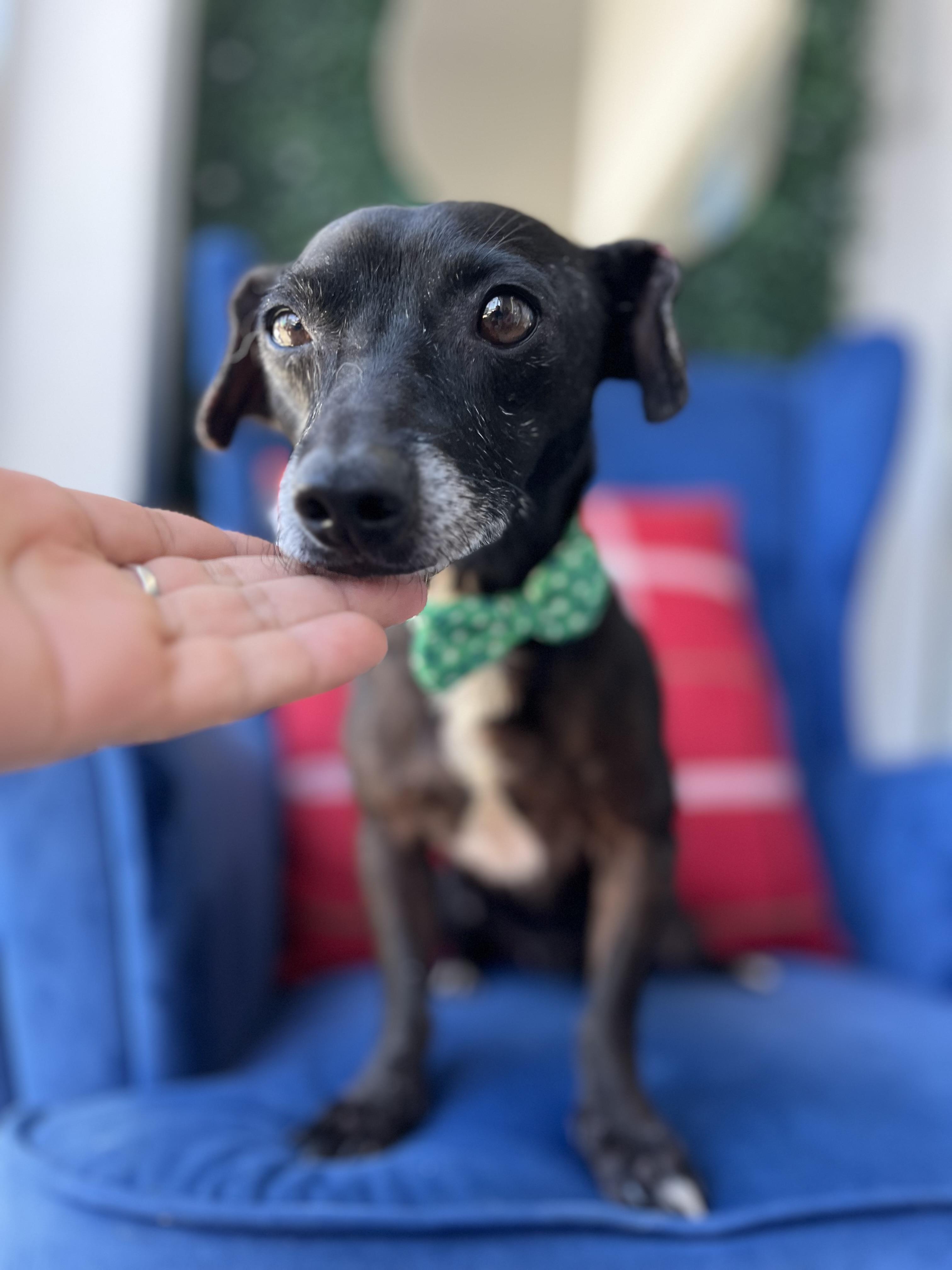 Zar, a Adoptable mixed breed in Poway, CA image 3/6