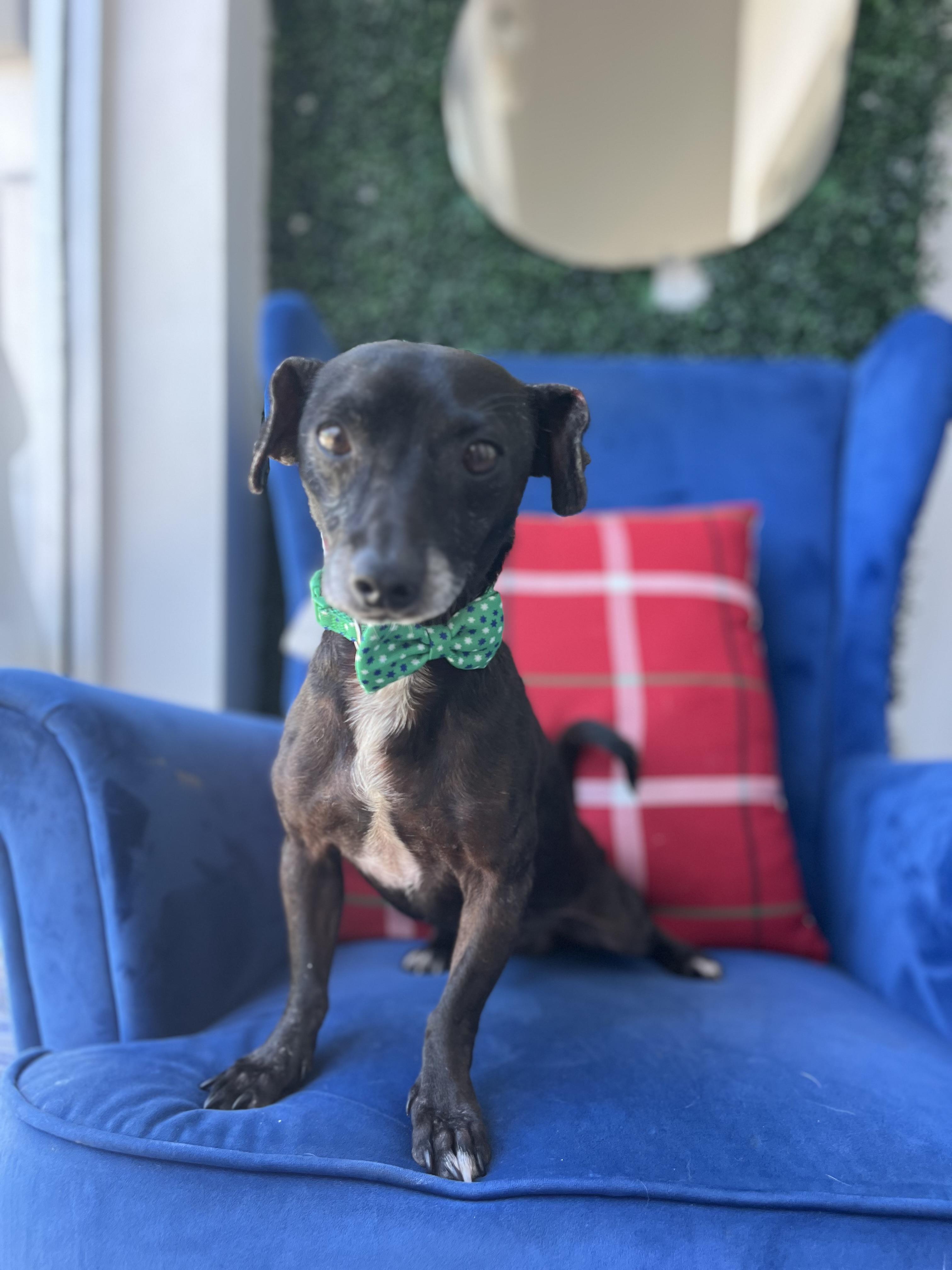 Zar, a Adoptable mixed breed in Poway, CA image 4/6