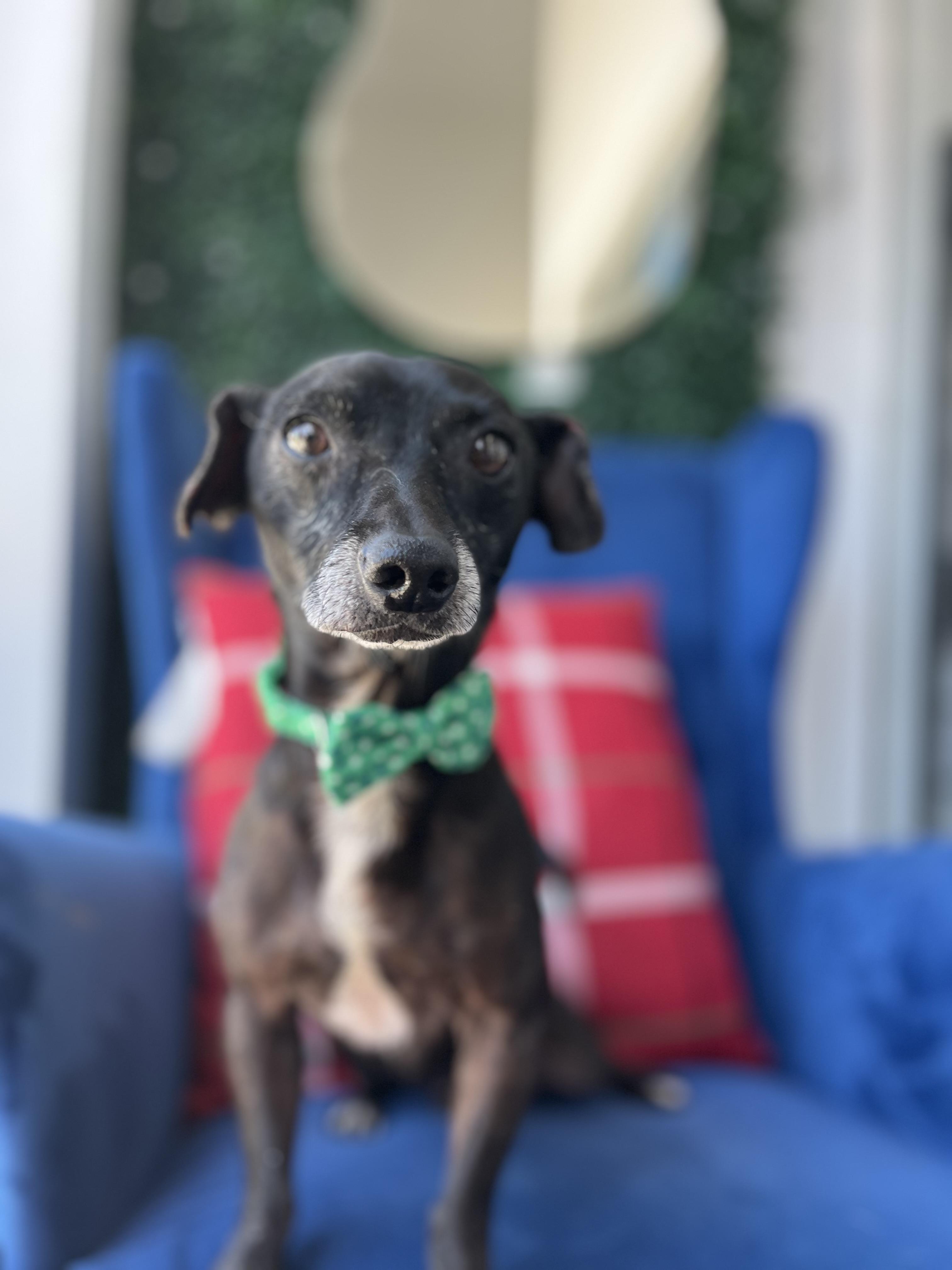 Zar, Adoptable, Adult Male Chiweenie & Dachshund.