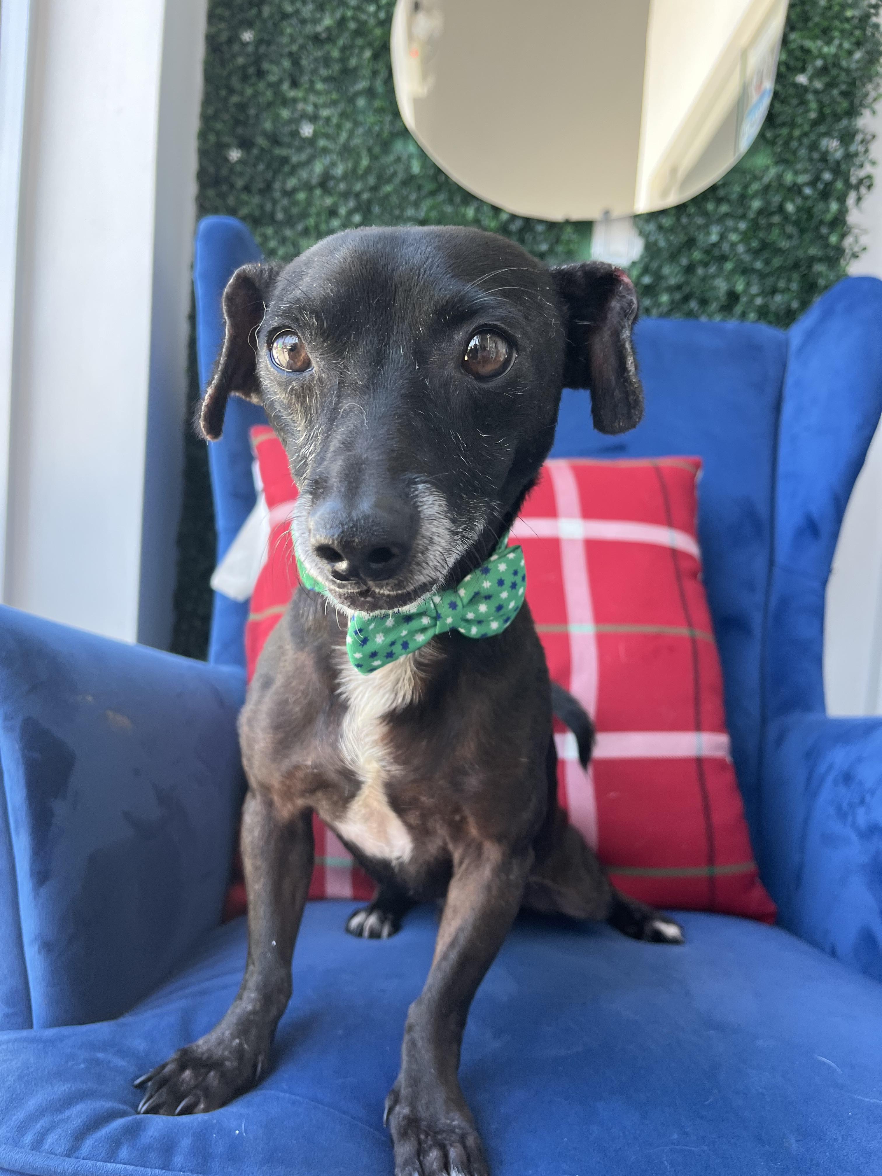 Zar, a Adoptable mixed breed in Poway, CA image 6/6