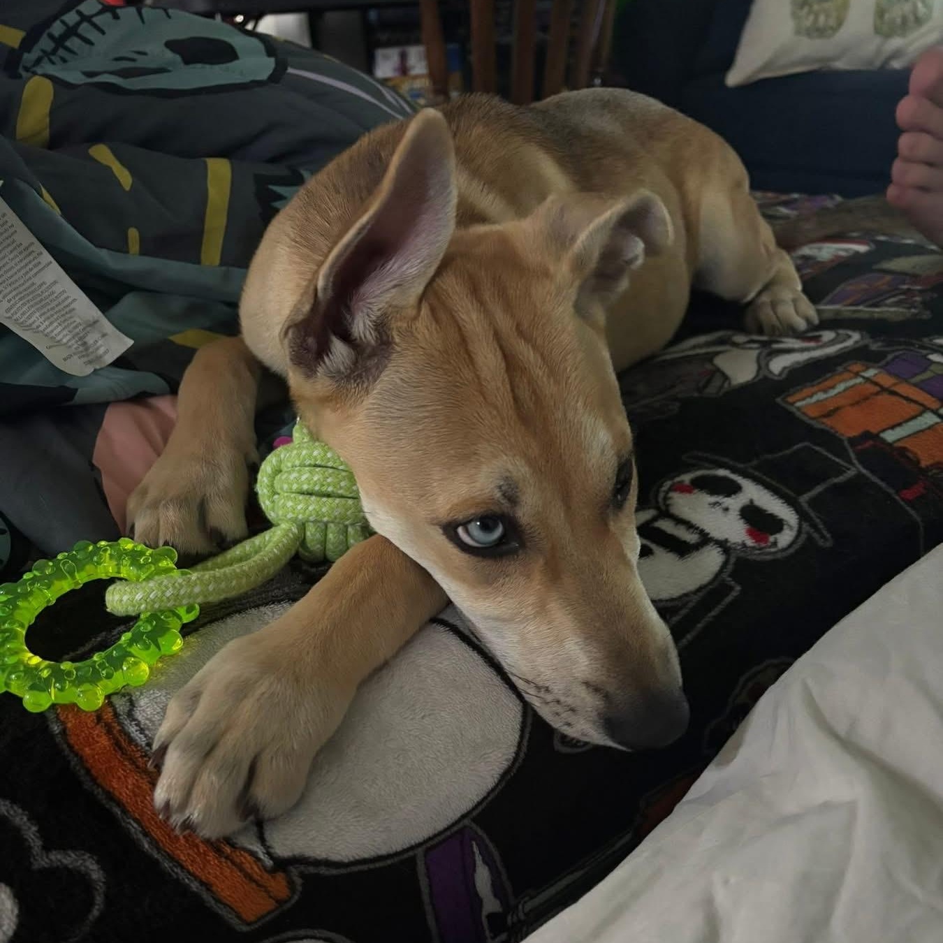 Enlarge Ember, a ADOPTABLE mixed breed in Collingswood, NJ image 3/3