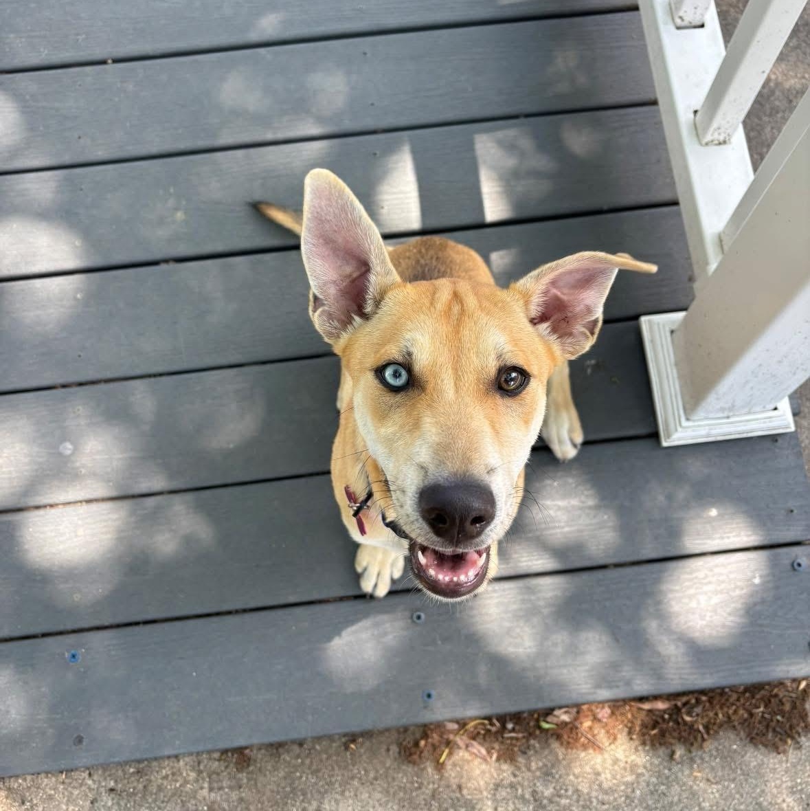 Enlarge Ember, a ADOPTABLE mixed breed in Collingswood, NJ image 2/3