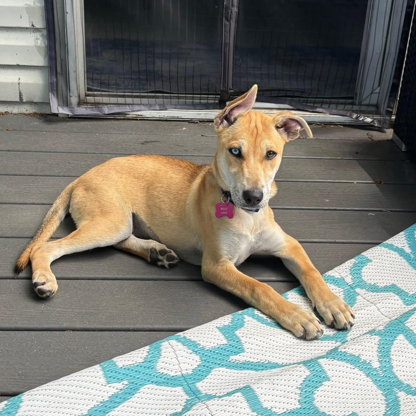 Ember, ADOPTABLE, Puppy Female Husky & Labrador Retriever.