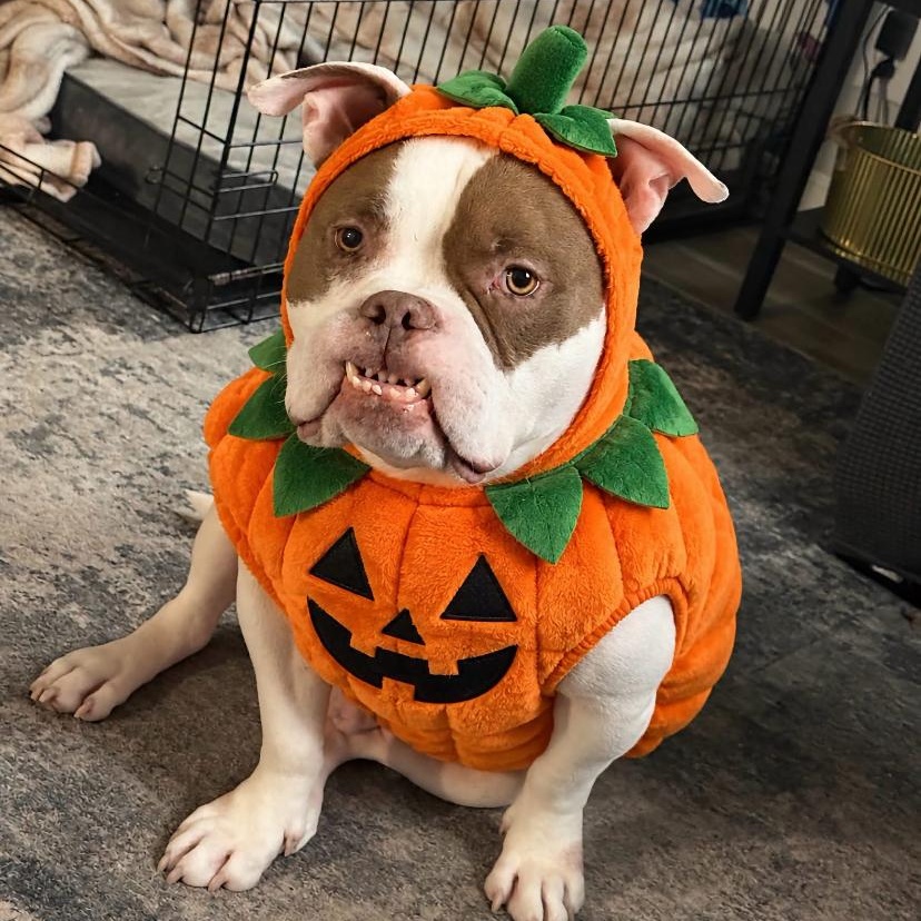Enlarge Billy Bob, a Adoptable mixed breed in Philadelphia, PA image 1/6