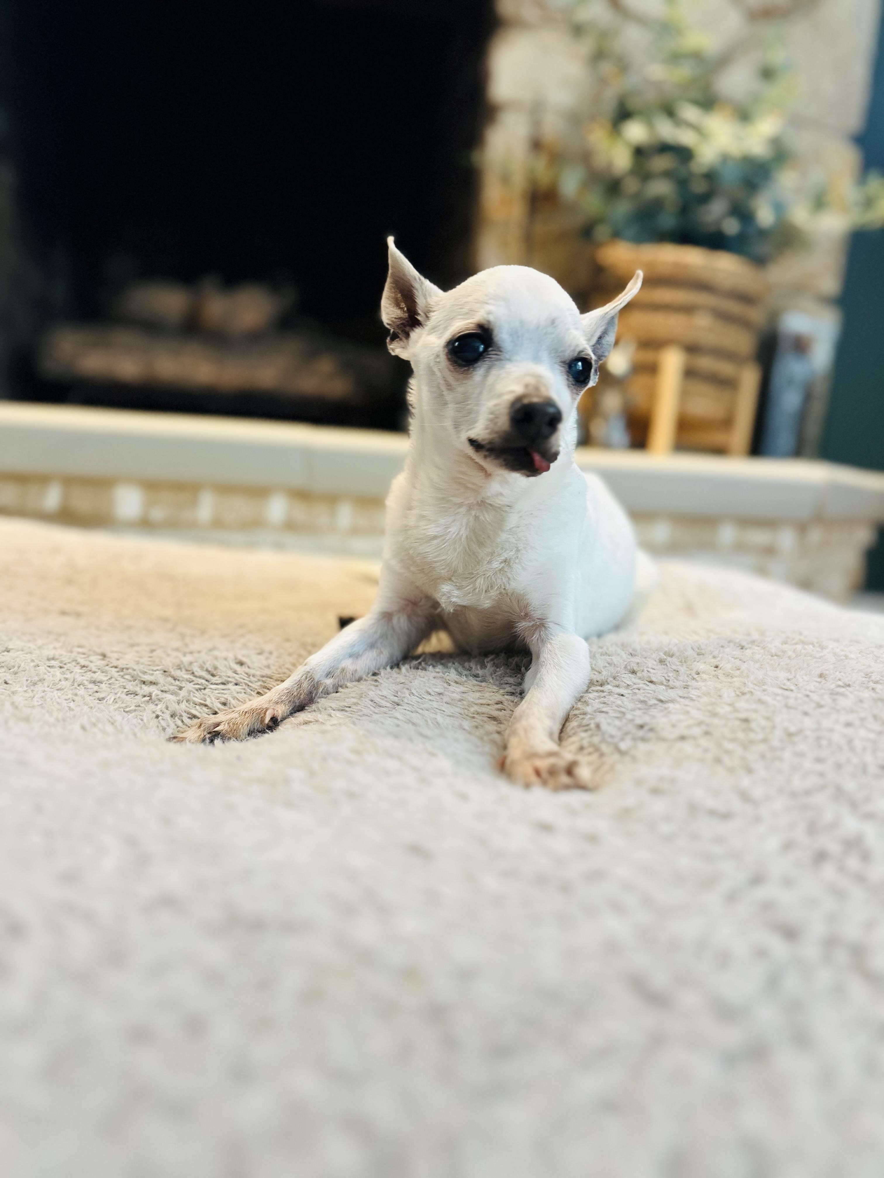 Pablo , an adopted Chihuahua in Medford, NJ image 5/6