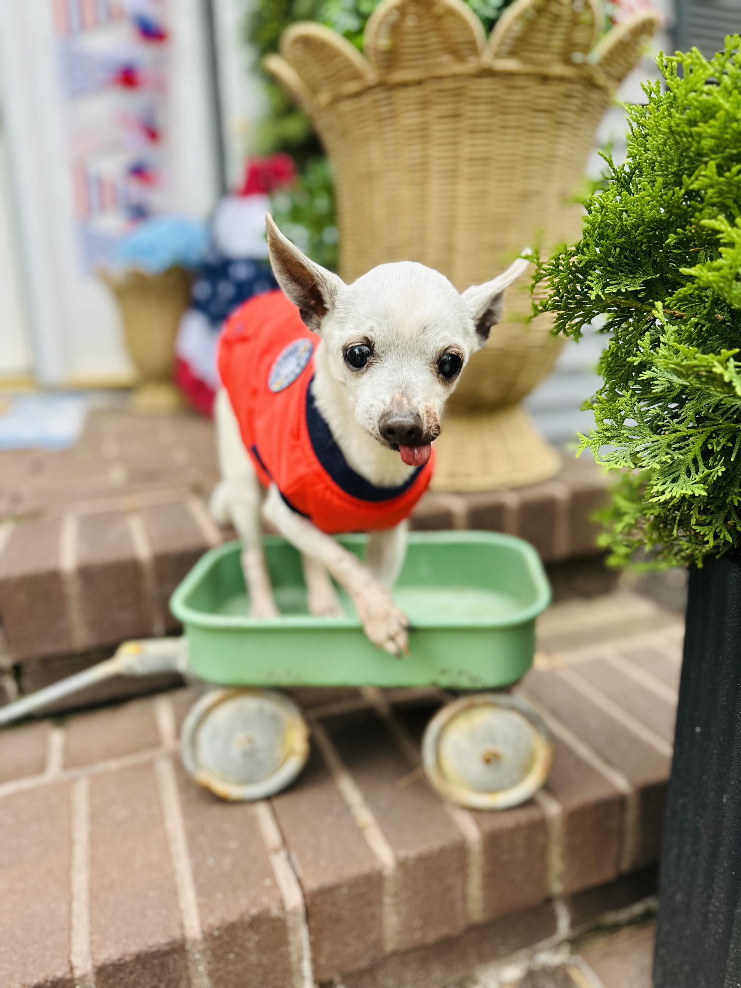 Pablo , an adopted Chihuahua in Medford, NJ image 2/6