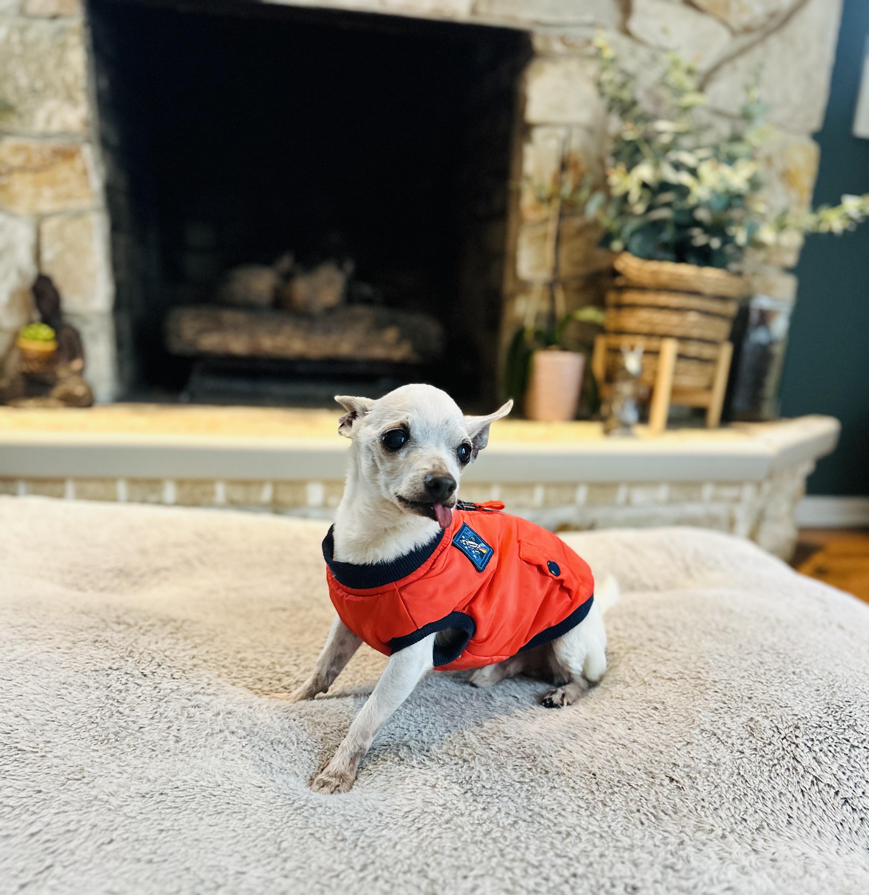 Pablo , an adopted Chihuahua in Medford, NJ image 4/6