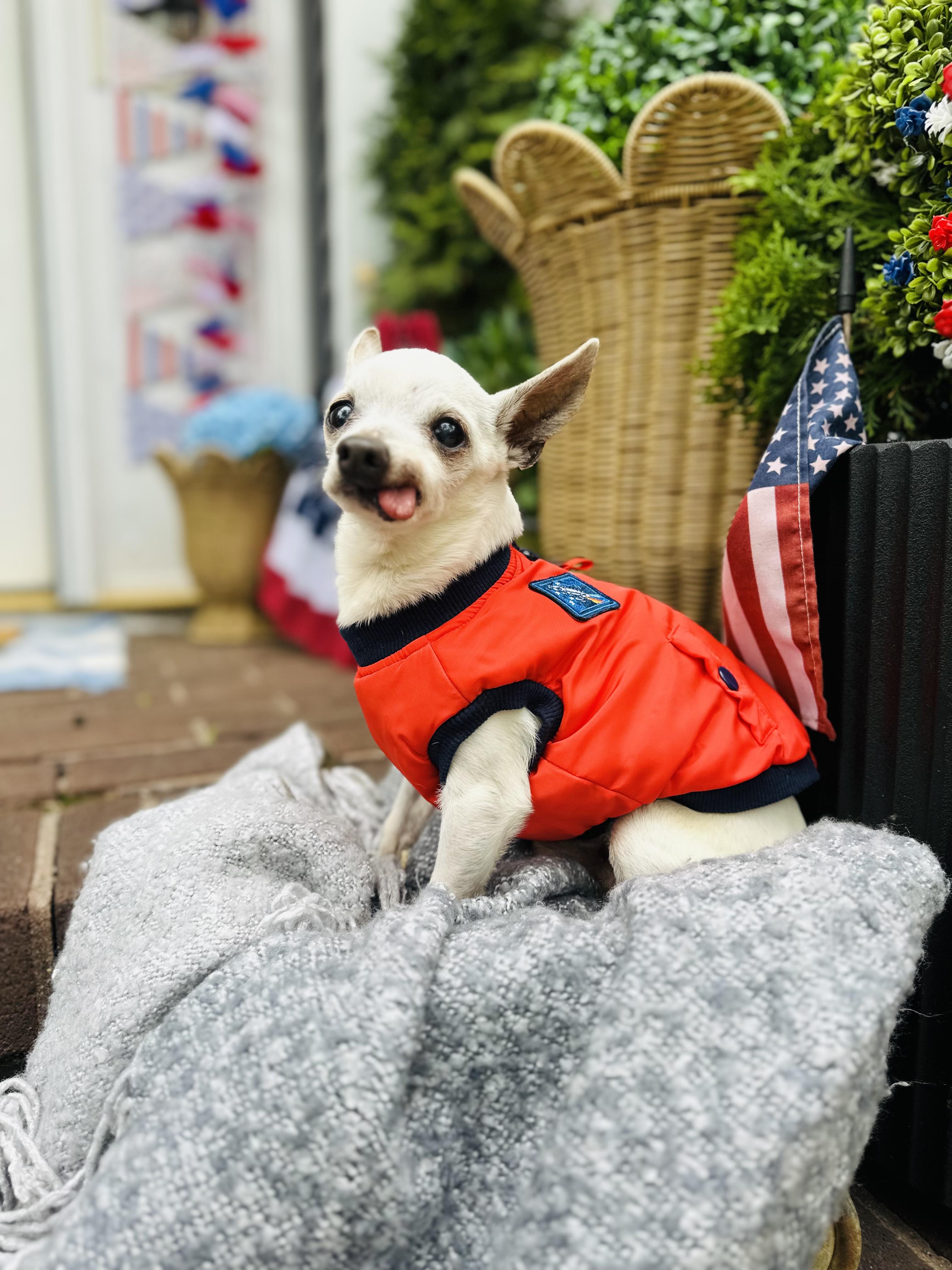 Pablo , adopted, Senior Male Chihuahua.