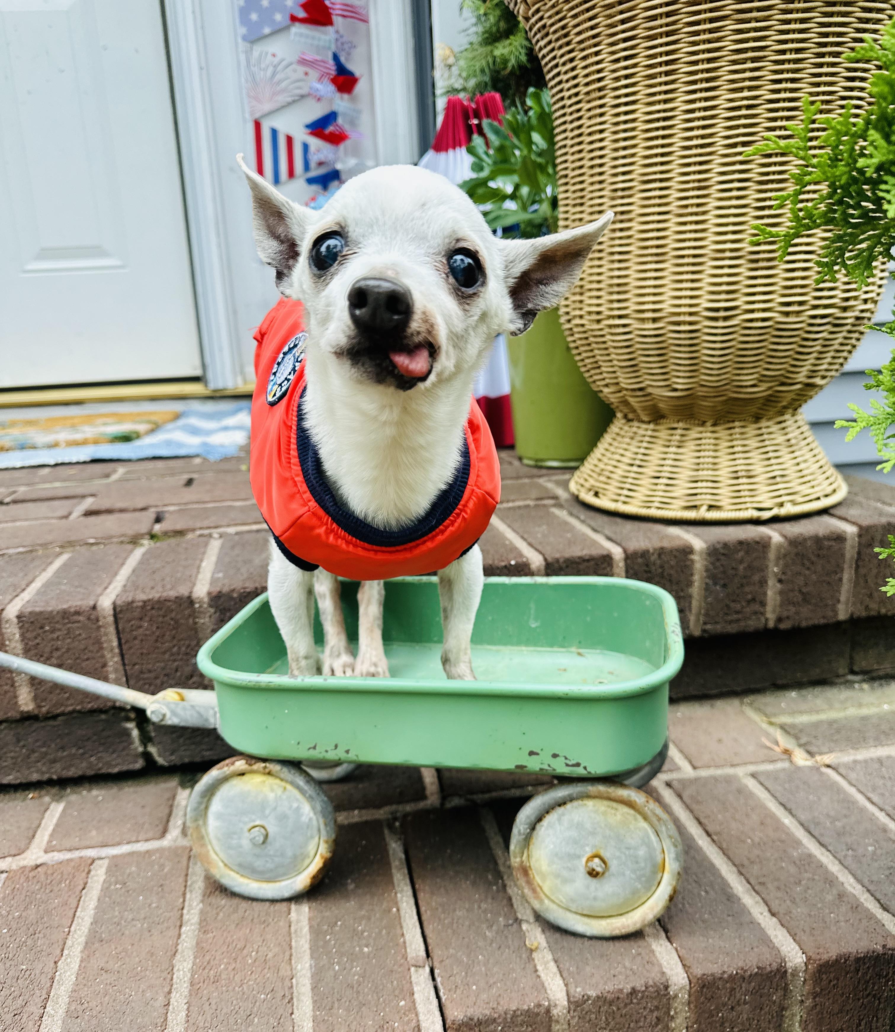 Pablo , an adopted Chihuahua in Medford, NJ image 3/6