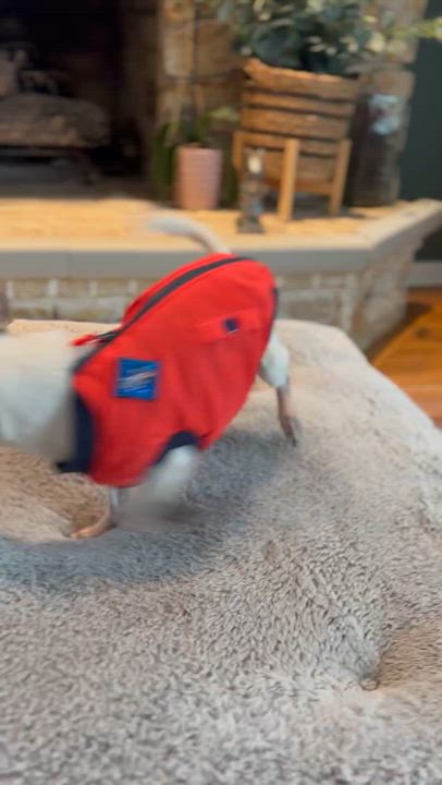 Enlarge Pablo , an adopted Chihuahua in Medford, NJ video 6/6