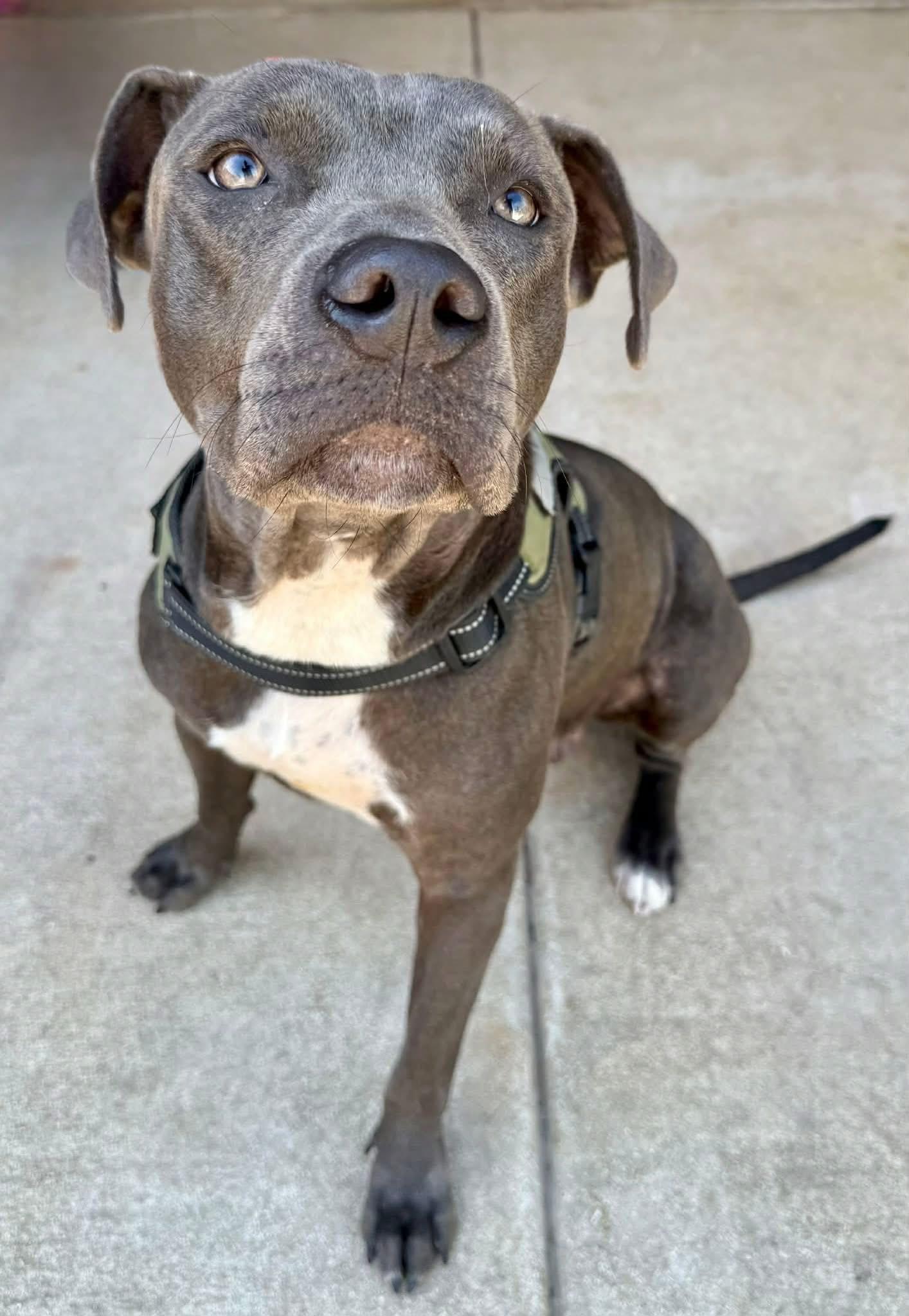 Betty, a Adoptable mixed breed in Elkhorn, WI image 2/3