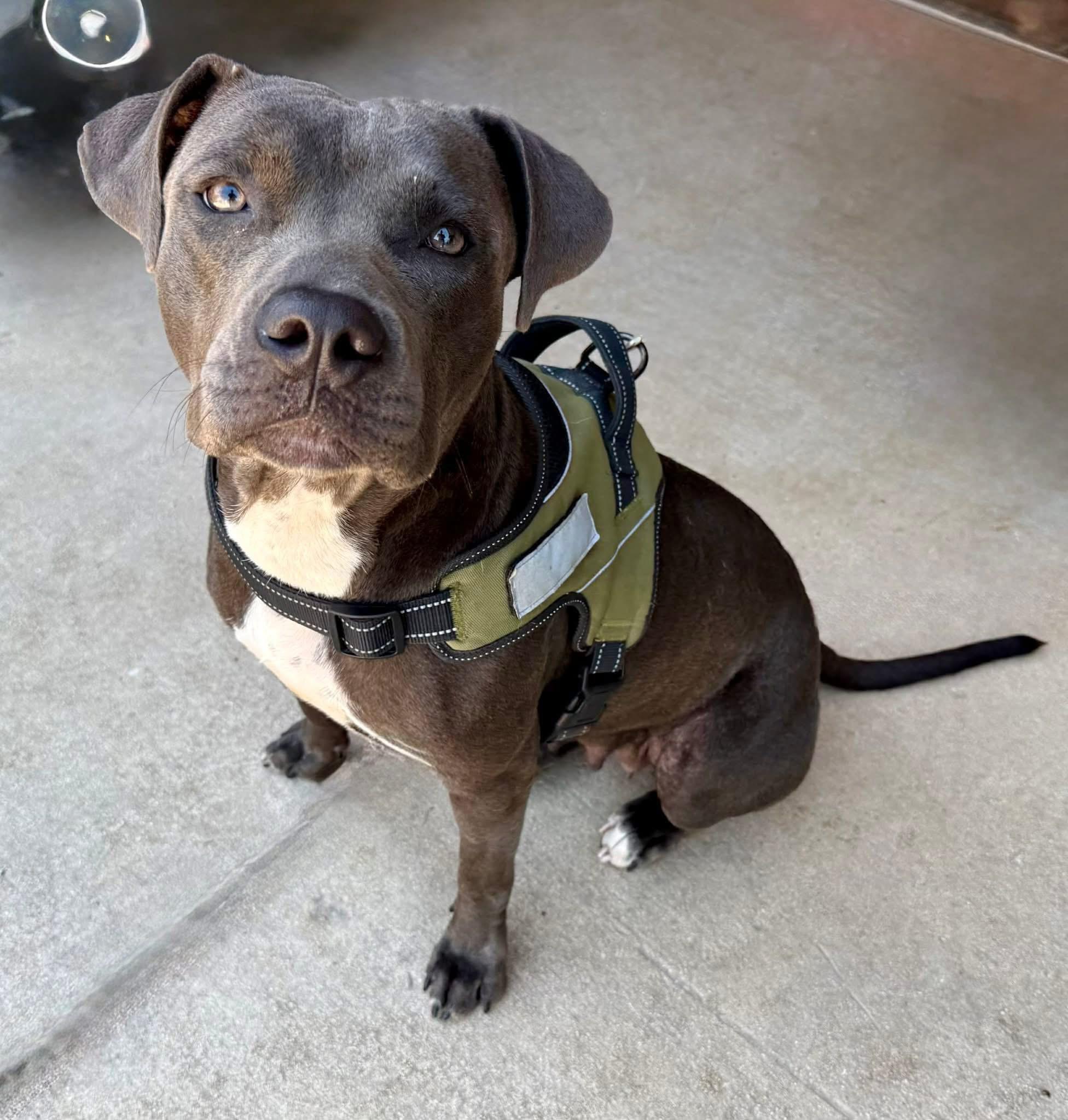 Betty, a Adoptable mixed breed in Elkhorn, WI image 1/3