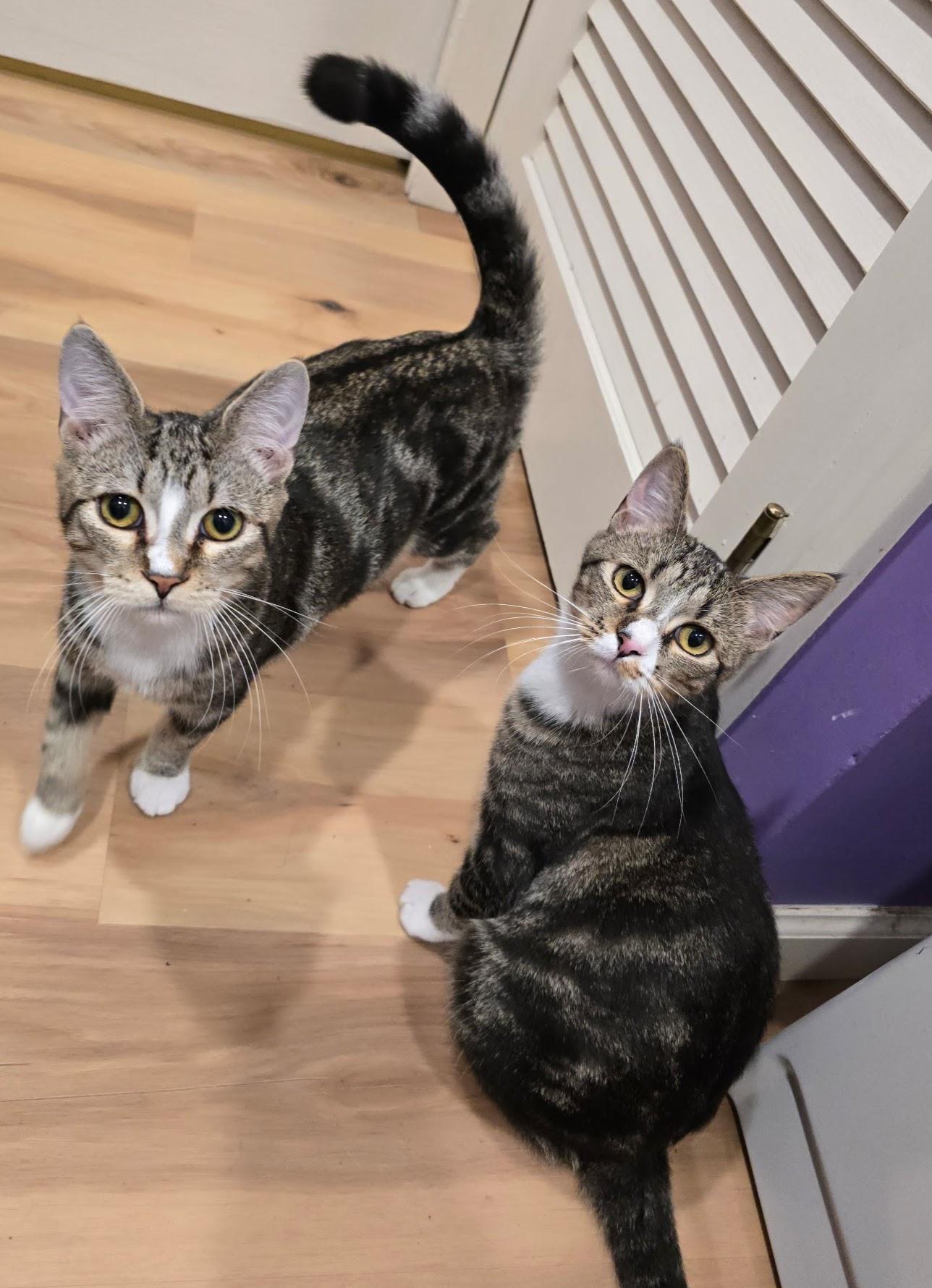 Khan and Li (Bonded siblings), adopted, Kitten Male Domestic Short Hair.