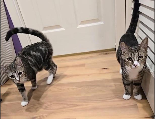 Enlarge Khan and Li (Bonded siblings), an adopted Domestic Short Hair in Melrose, MA image 5/6