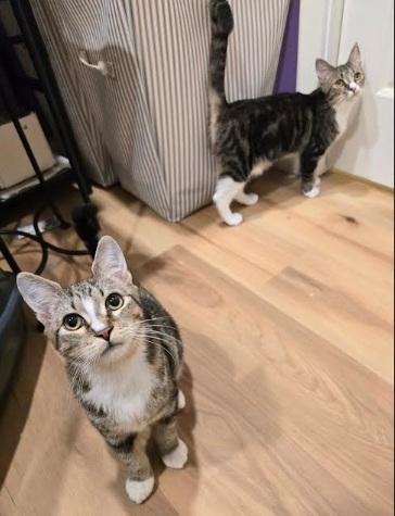 Enlarge Khan and Li (Bonded siblings), an adopted Domestic Short Hair in Melrose, MA image 3/6