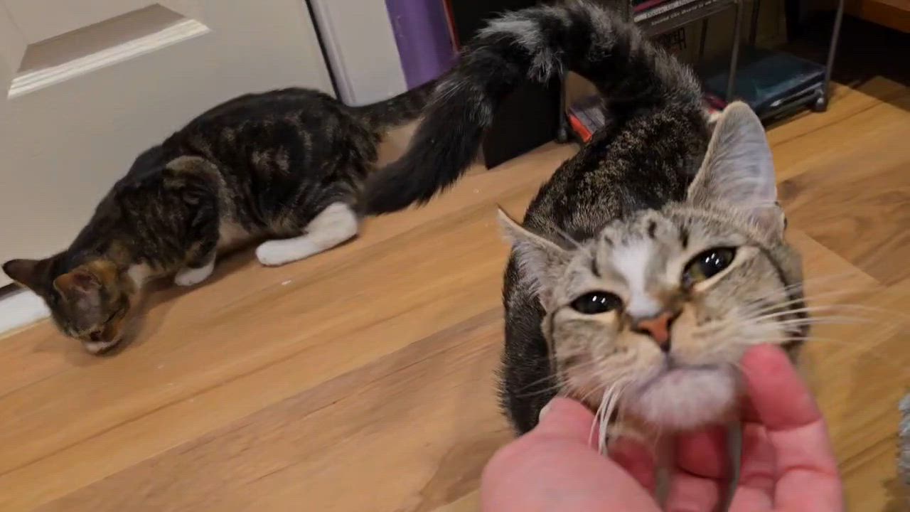 Enlarge Khan and Li (Bonded siblings), an adopted Domestic Short Hair in Melrose, MA video 2/6