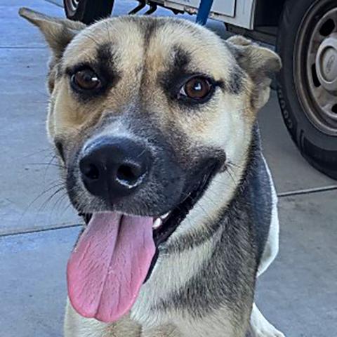 Cassini - URGENT, Adoptable, Young Female Shepherd.