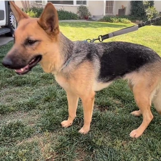Enlarge NOVA ABBY LEE, an adoptable mixed breed in Murrieta, CA image 6/6