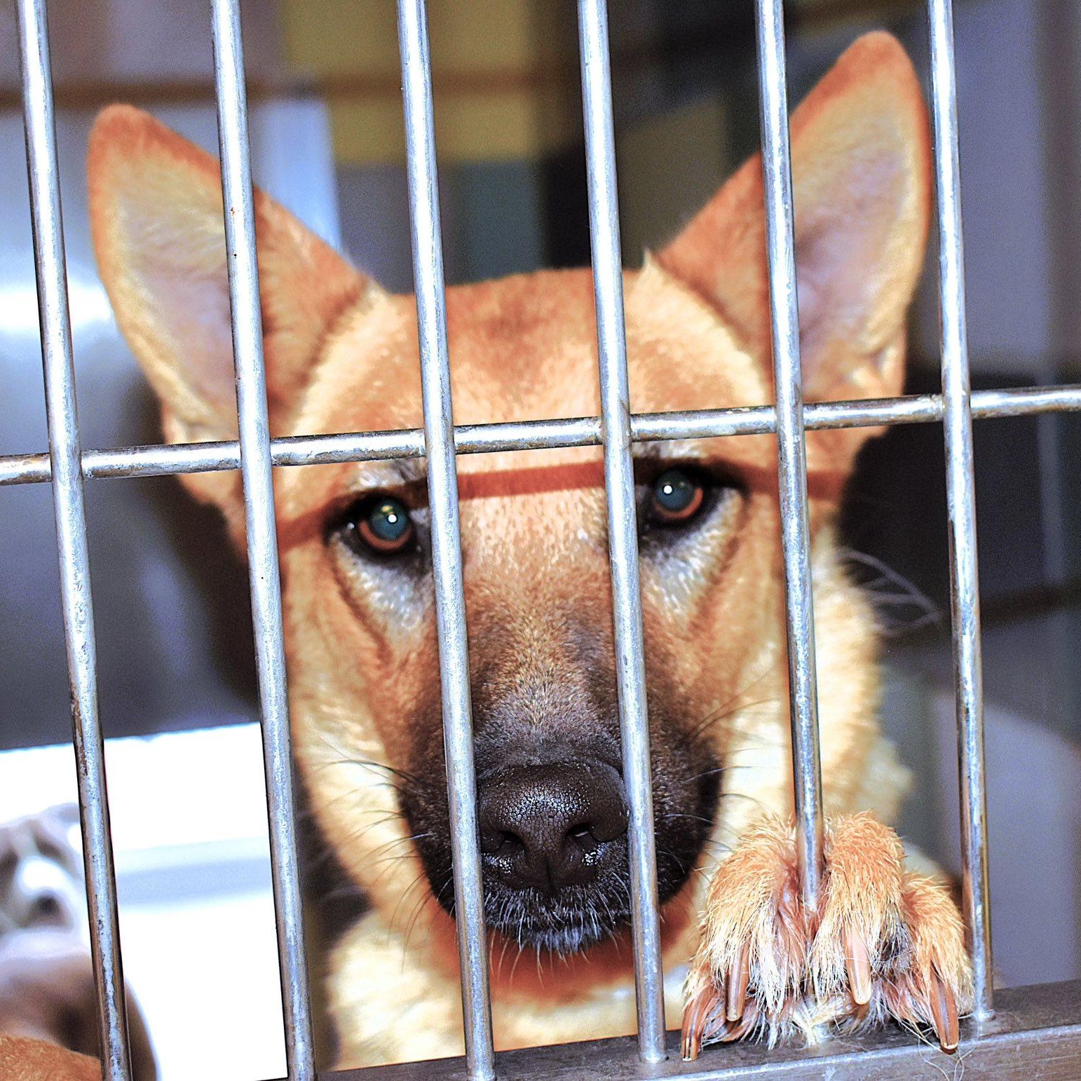 Enlarge NOVA ABBY LEE, an adoptable mixed breed in Murrieta, CA image 2/6