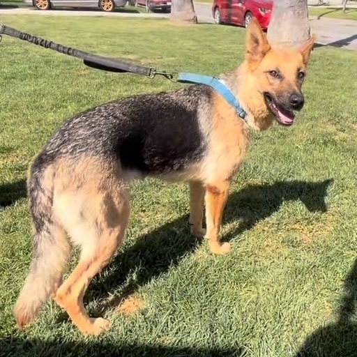 Enlarge NOVA ABBY LEE, an adoptable mixed breed in Murrieta, CA image 1/6