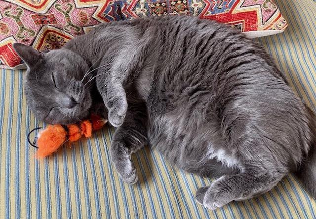 Enlarge Karoo, an adopted Russian Blue in Ottawa, ON image 3/6