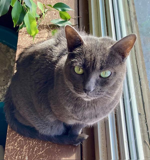 Enlarge Karoo, an adopted Russian Blue in Ottawa, ON image 5/6