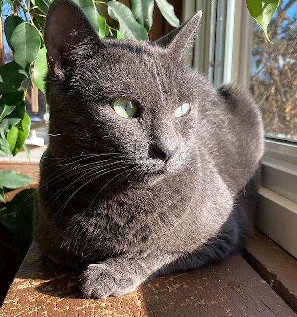 Enlarge Karoo, an adopted Russian Blue in Ottawa, ON image 2/6