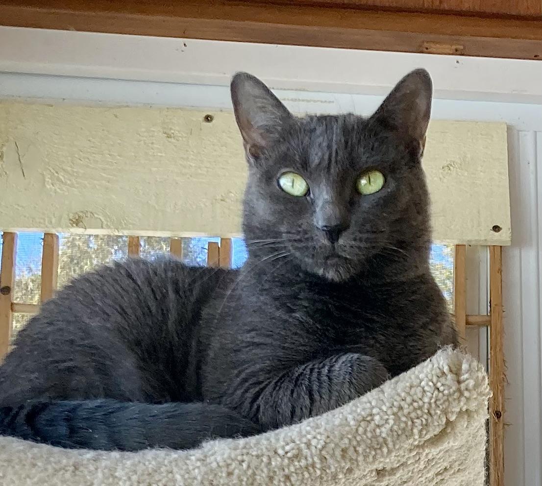 Enlarge Karoo, an adopted Russian Blue in Ottawa, ON image 1/6