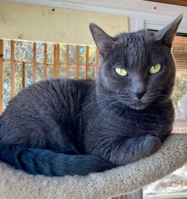 Enlarge Karoo, an adopted Russian Blue in Ottawa, ON image 6/6