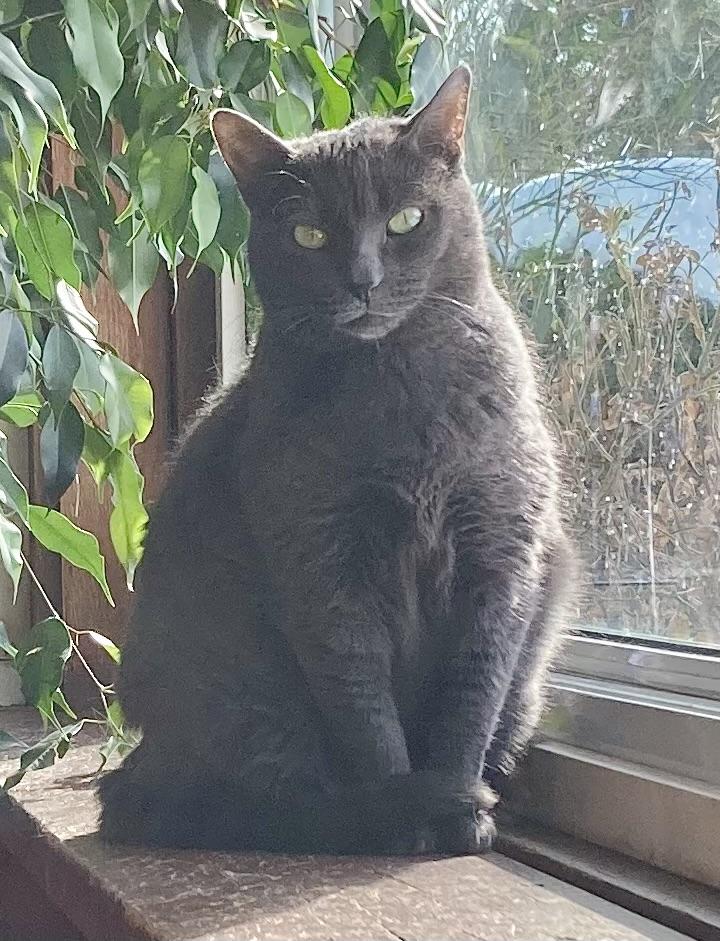 Enlarge Karoo, an adopted Russian Blue in Ottawa, ON image 4/6