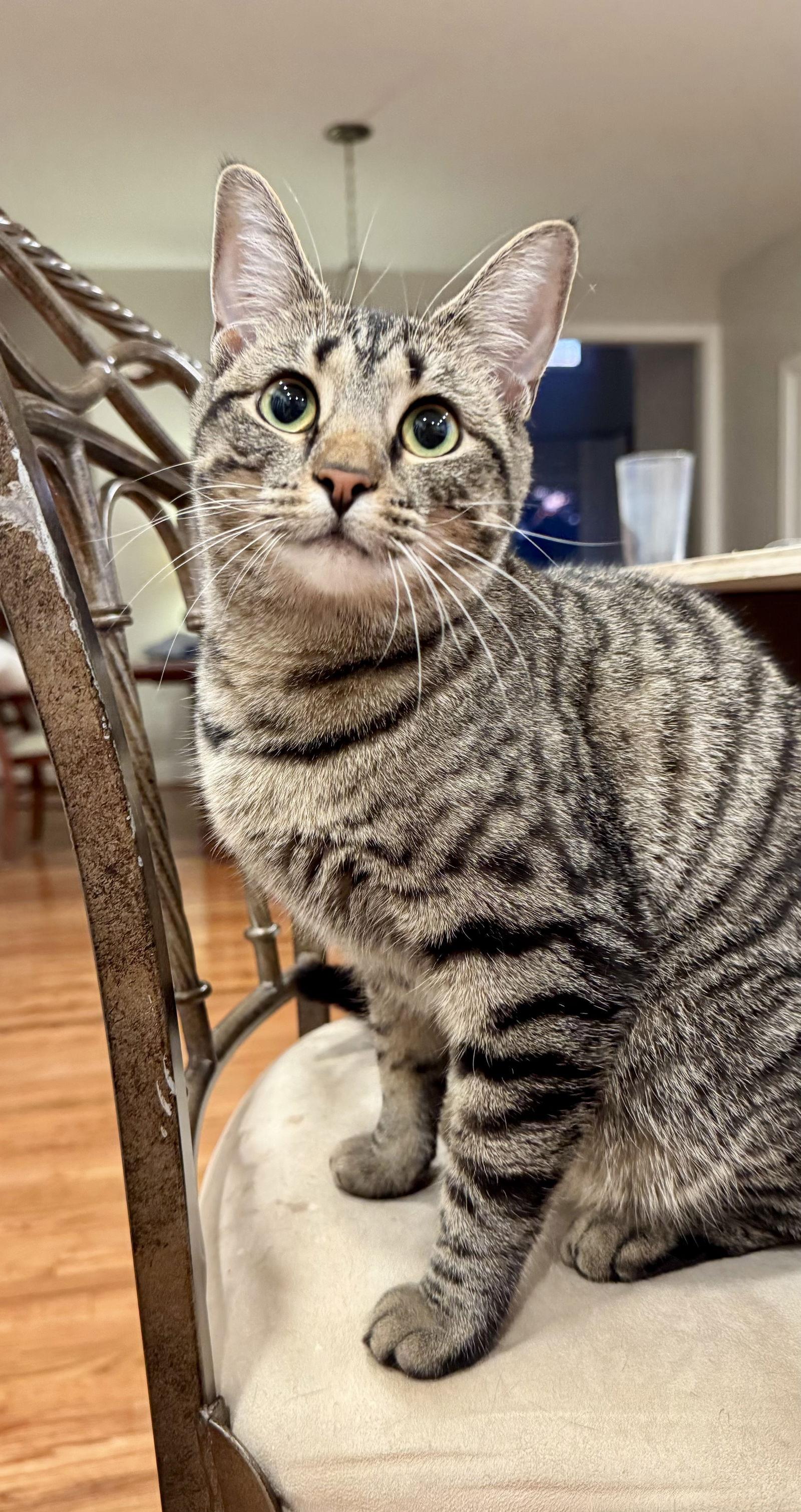 Enlarge Fiona, a Adoptable Domestic Short Hair in Reston, VA image 2/3