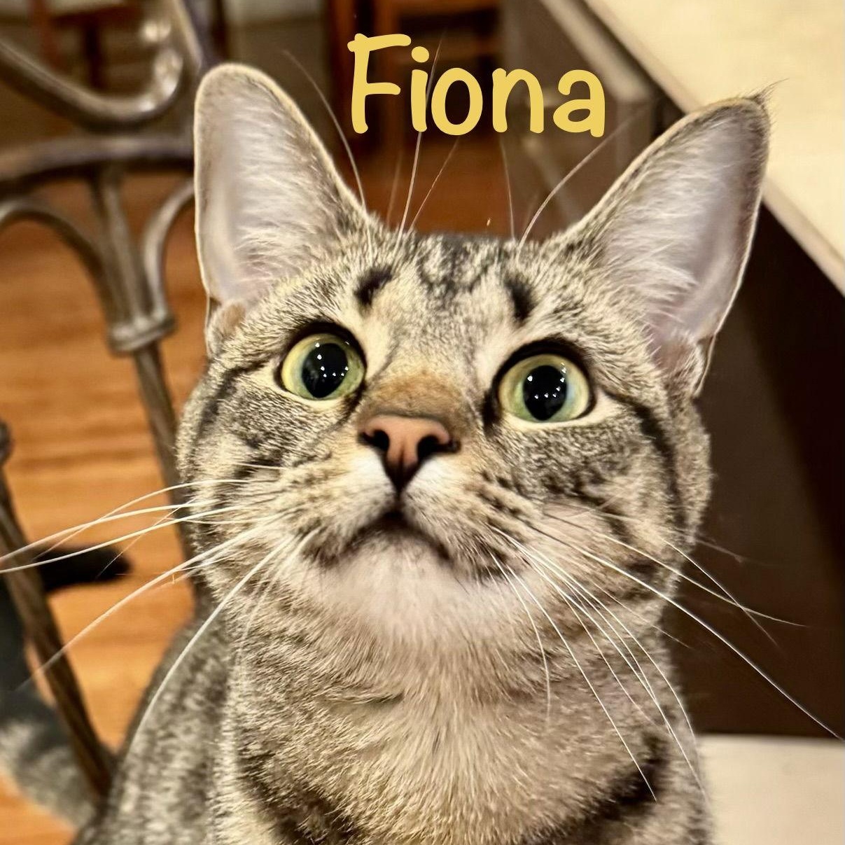 Enlarge Fiona, a Adoptable Domestic Short Hair in Reston, VA image 1/3