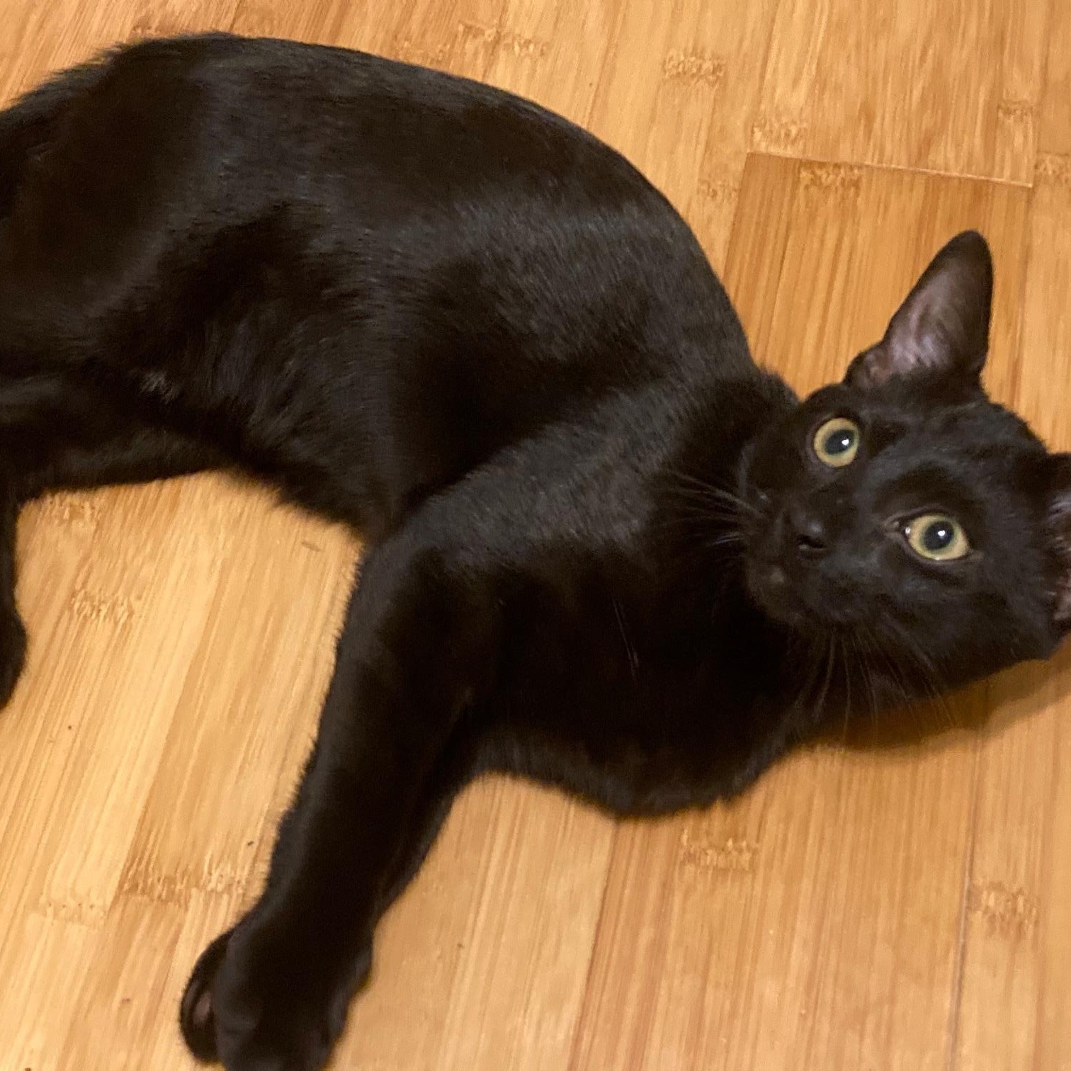 LB, ADOPTABLE, Kitten Male Domestic Short Hair.