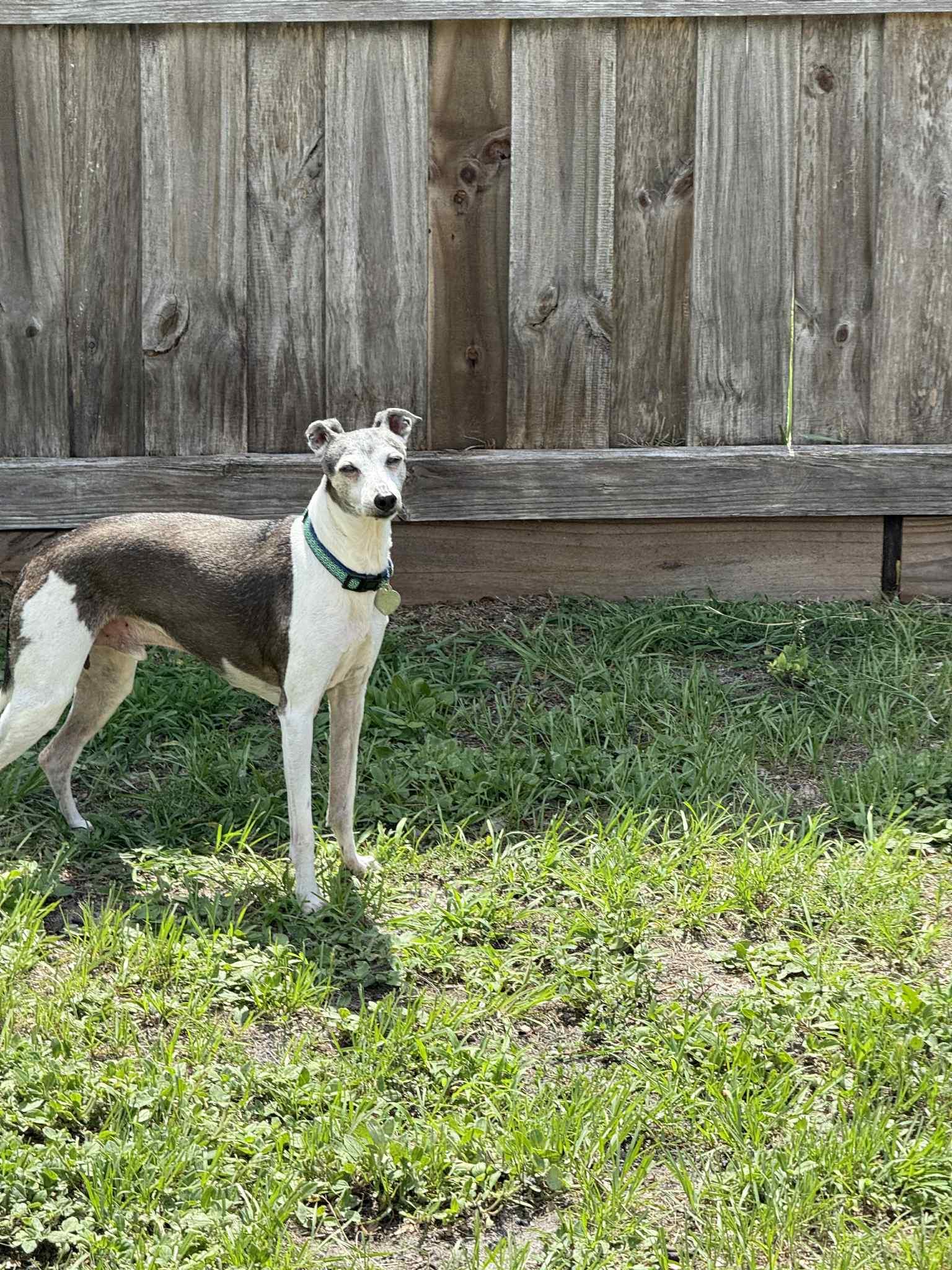 Peyton - Fostering Florida, Adoptable, Senior Male Italian Greyhound.